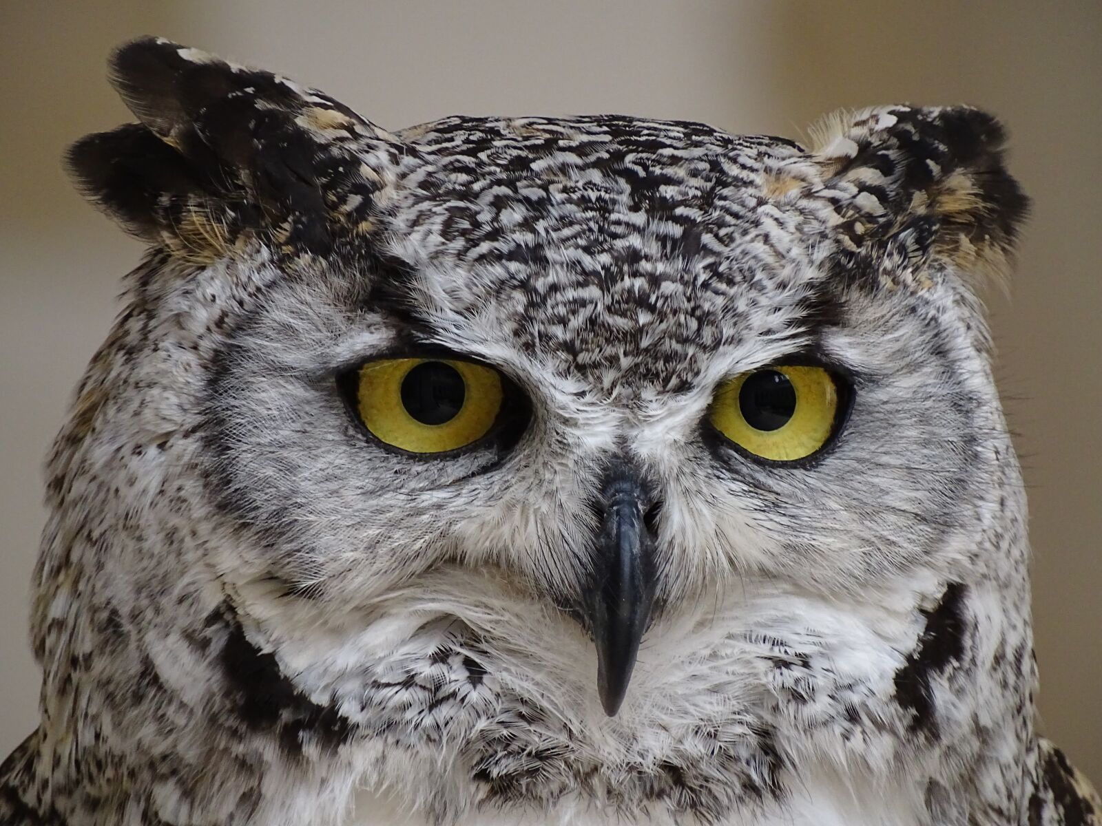 Sony Cyber-shot DSC-HX400V sample photo. Owl, animal, eyes photography