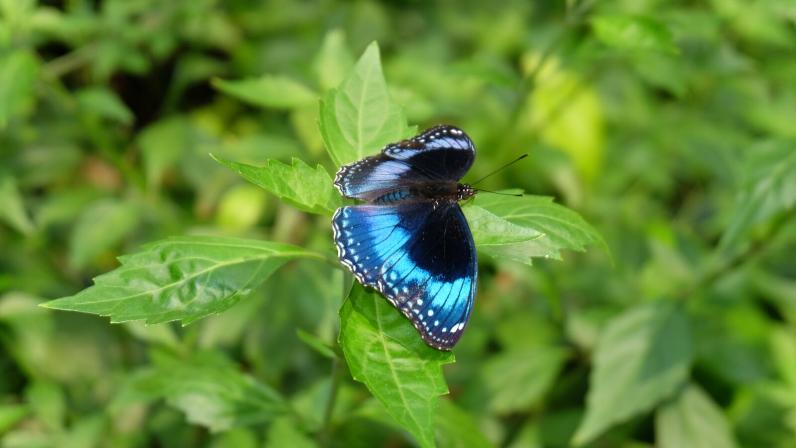 Fujifilm XC 16-50mm F3.5-5.6 OIS sample photo. Butterfly, nature, colorful photography