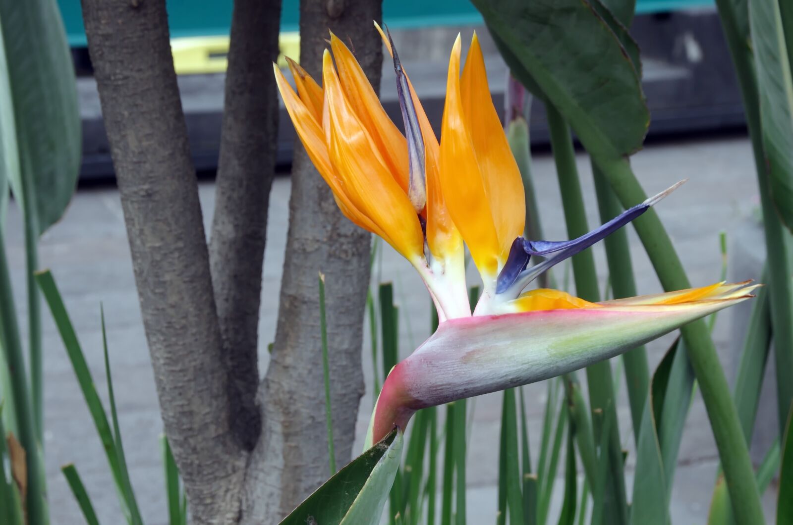 Pentax K-5 sample photo. Mexico, strelitzia, flower photography