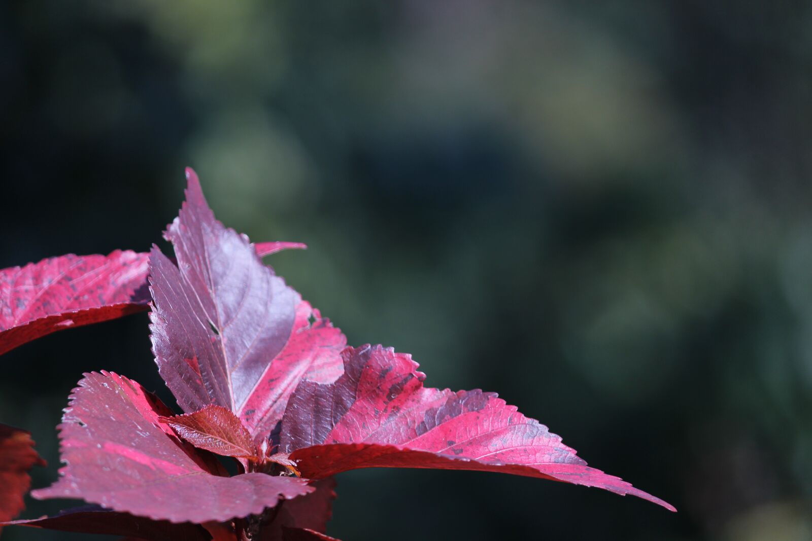 Canon EOS 600D (Rebel EOS T3i / EOS Kiss X5) sample photo. Leaf, leafs, leaves photography