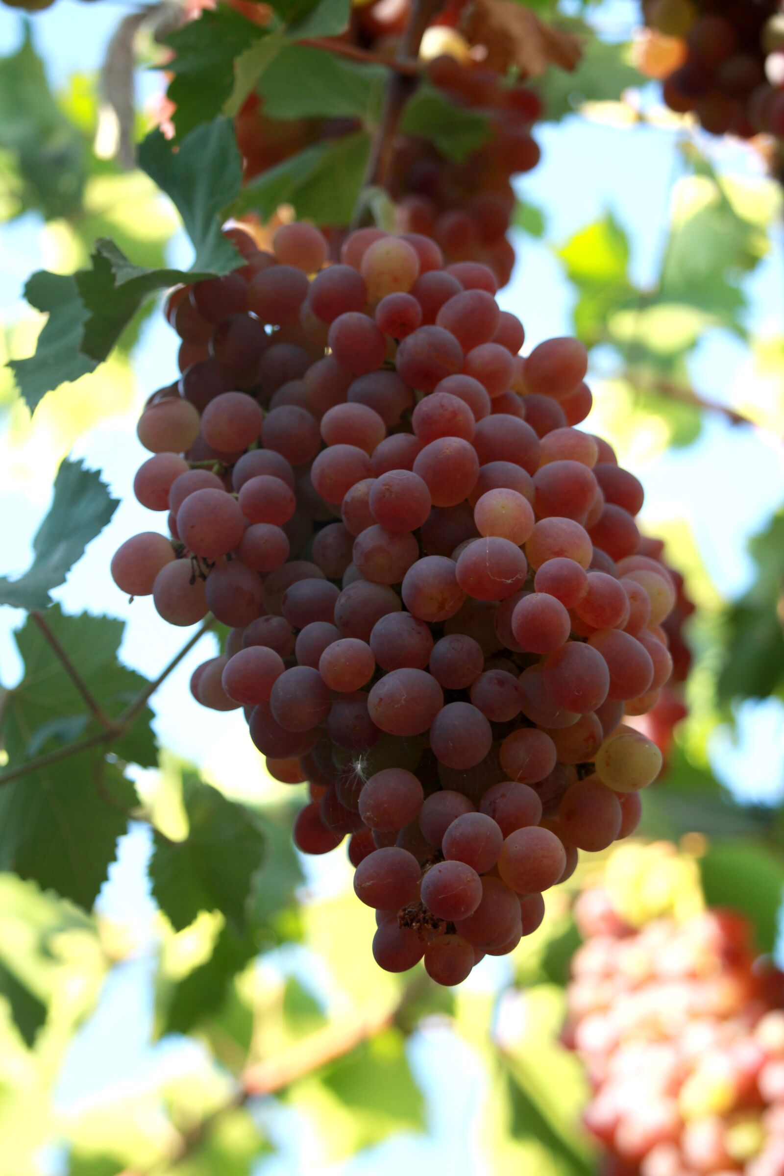 Canon EOS 1200D (EOS Rebel T5 / EOS Kiss X70 / EOS Hi) sample photo. Grapes, berry, autumn photography