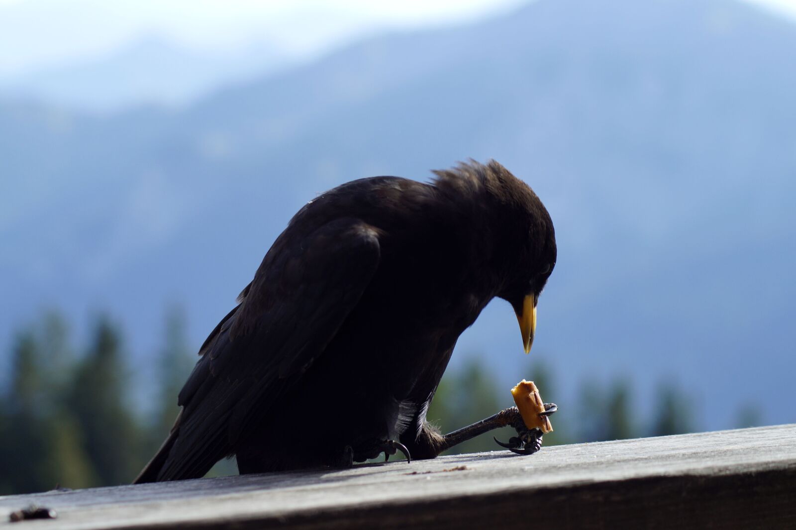 Sony SLT-A58 sample photo. Bergdohle, bird, chough photography