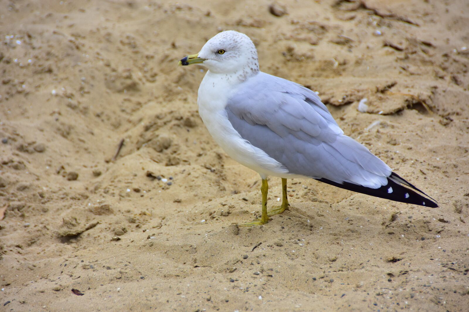 Nikon D7200 sample photo. Seagull, sand, sea photography