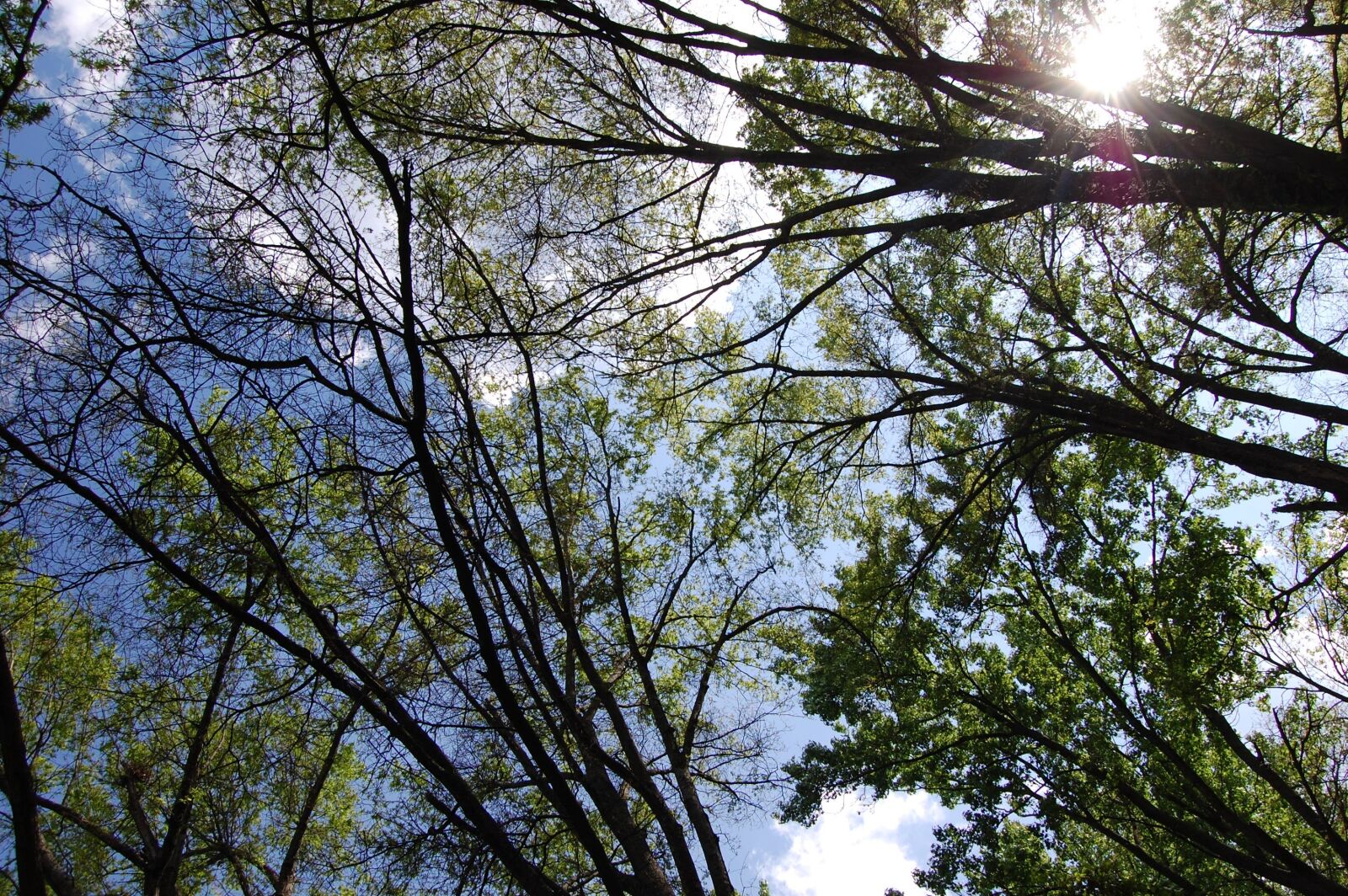 Nikon D40 sample photo. Trees, sun, tree blanket photography