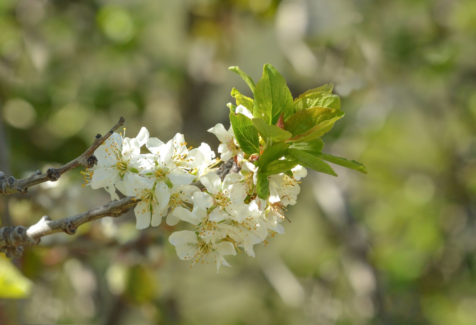 Nikon D3200 sample photo. Blossom, nature, spring photography