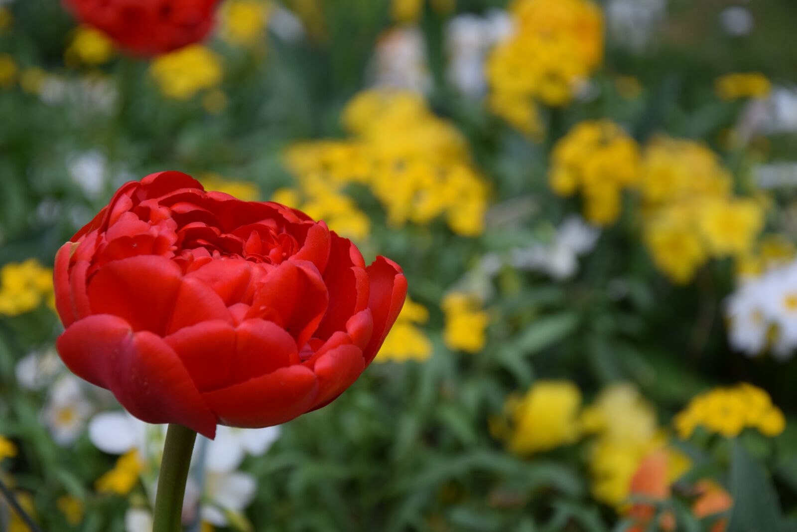 Nikon D5300 sample photo. Flower, yellow, tulip photography