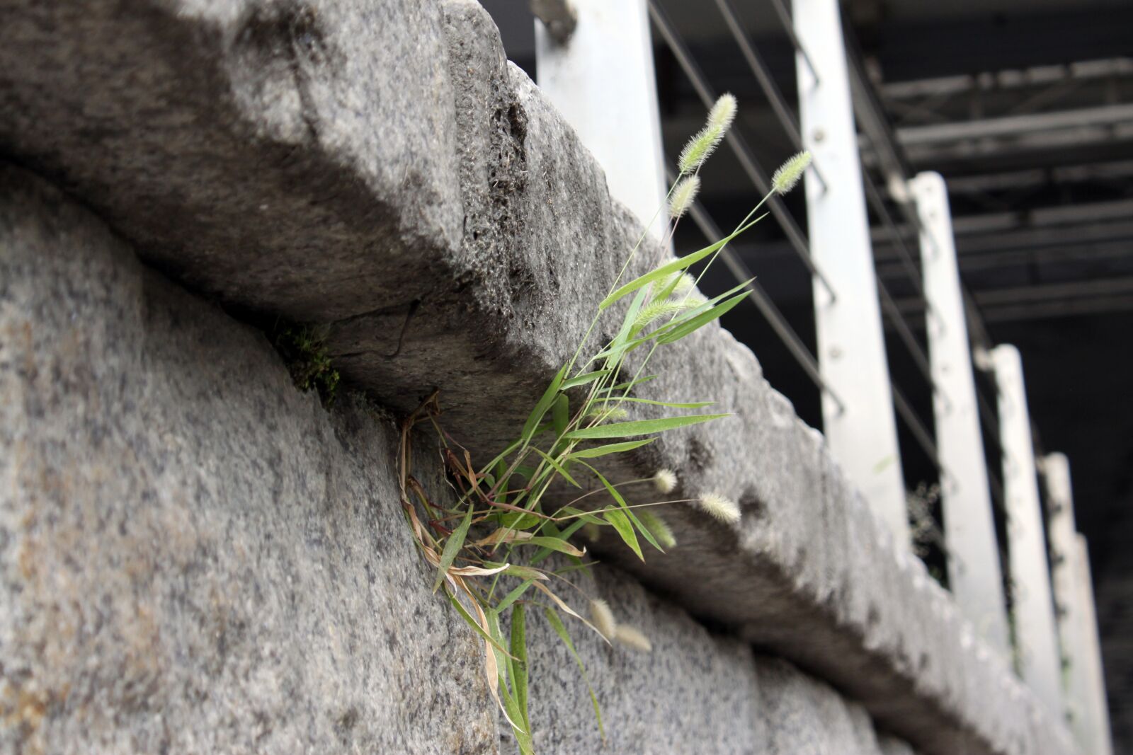 Canon EOS 50D sample photo. Foxtail, wildflower, stone wall photography