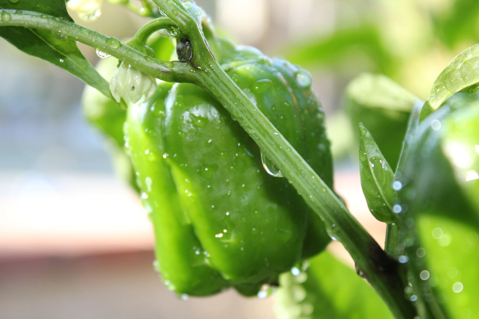 Canon EOS 550D (EOS Rebel T2i / EOS Kiss X4) sample photo. Close, up, of, wet photography