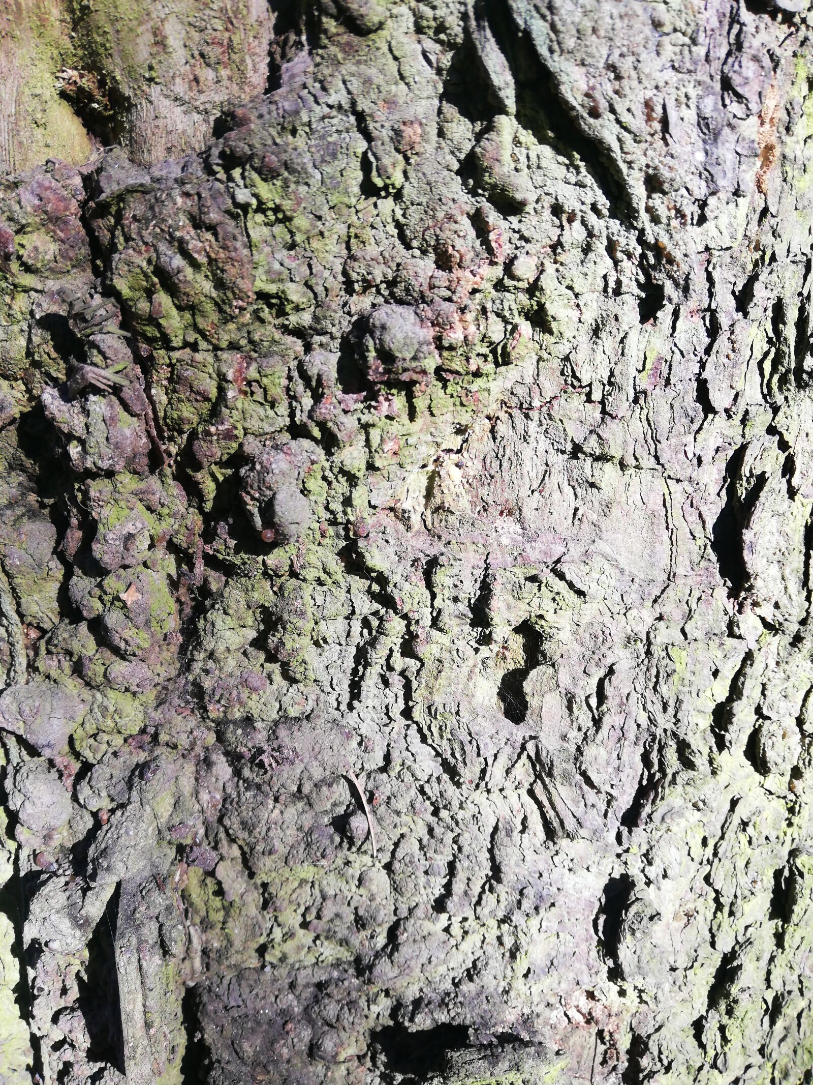 HUAWEI P20 lite sample photo. Bark, moss, sun photography