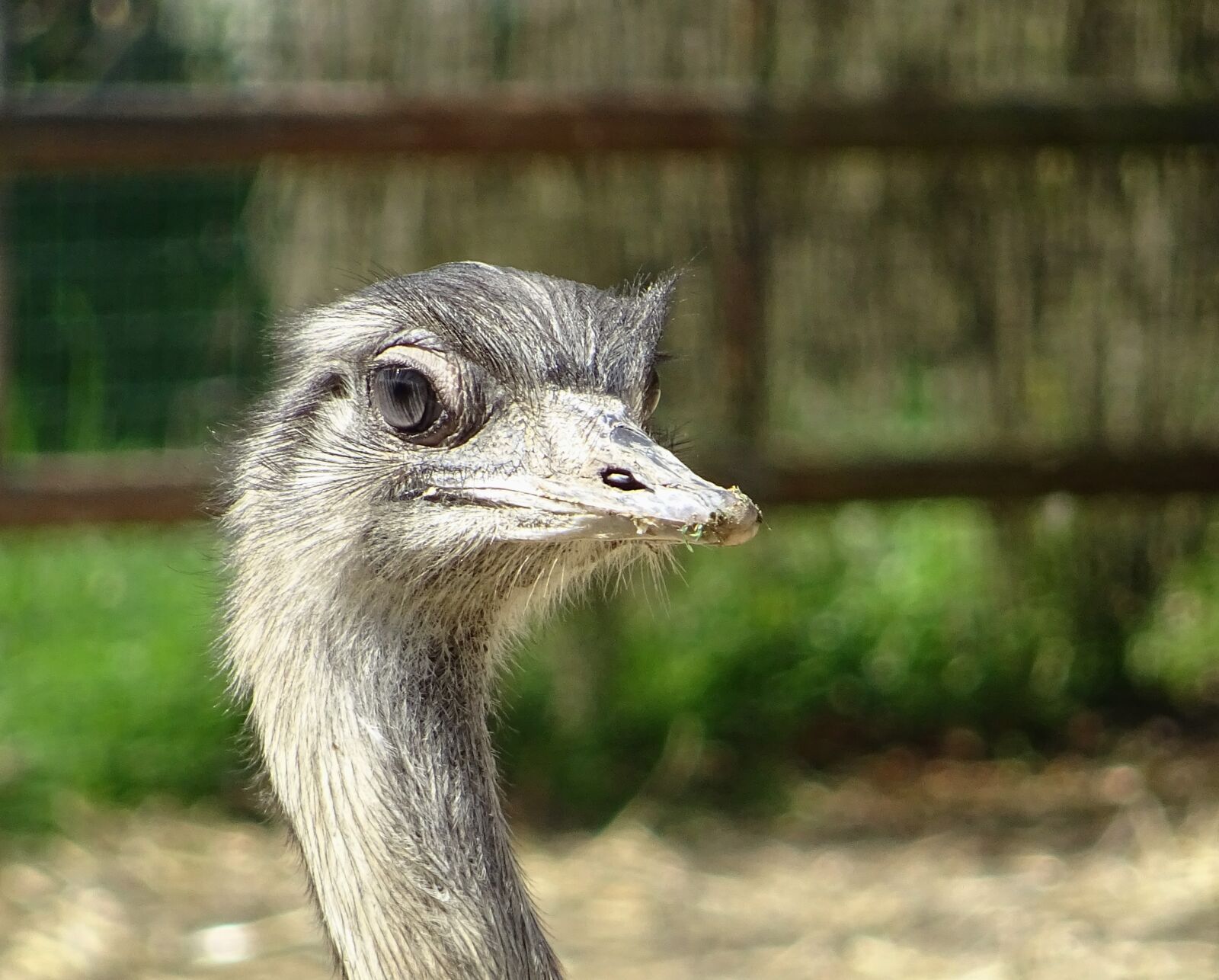 Sony DSC-HX60 sample photo. Animal, bird, the ostrich photography