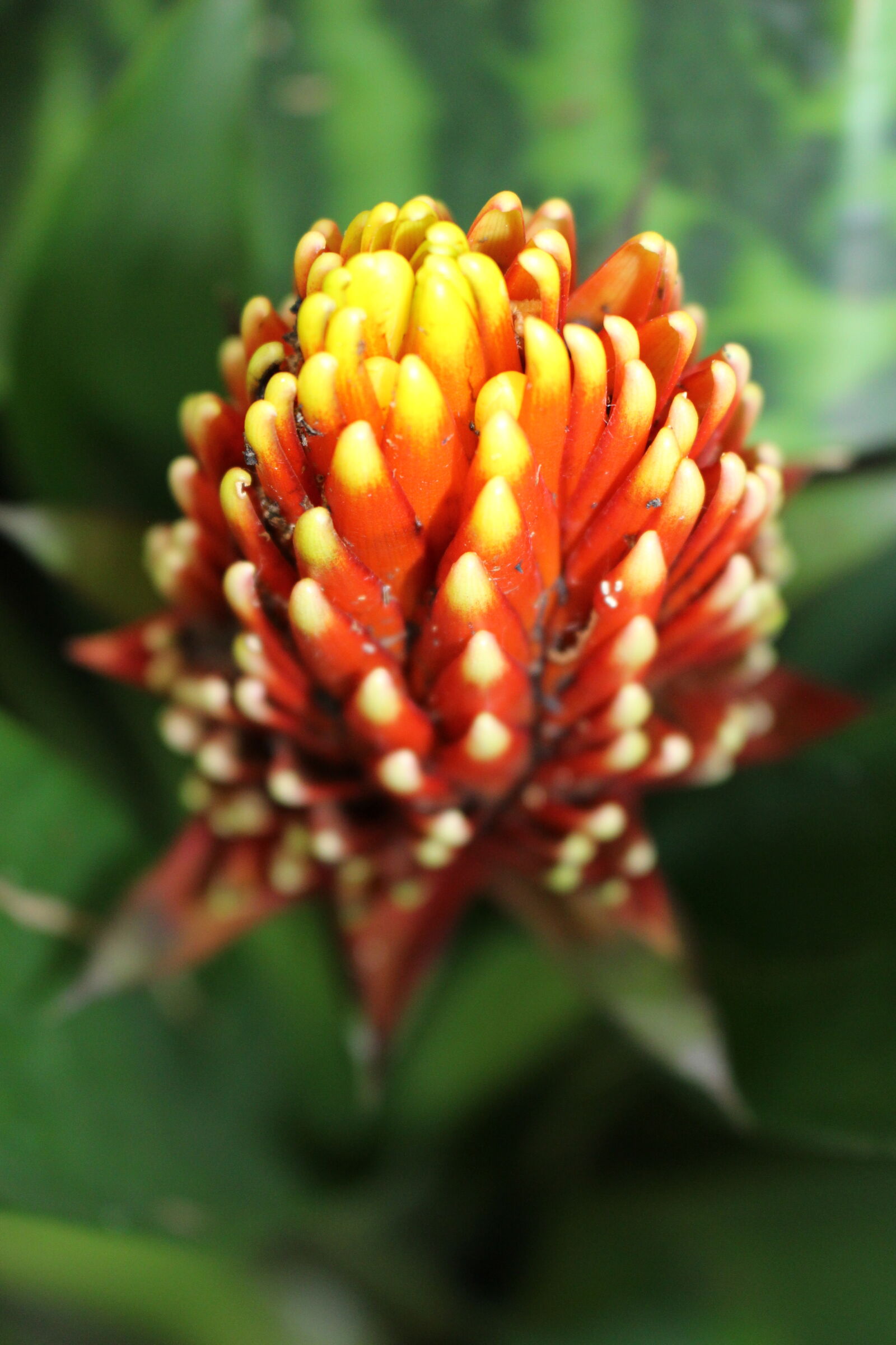 Canon EOS 100D (EOS Rebel SL1 / EOS Kiss X7) sample photo. Beautiful, flowers, exotic, orange photography