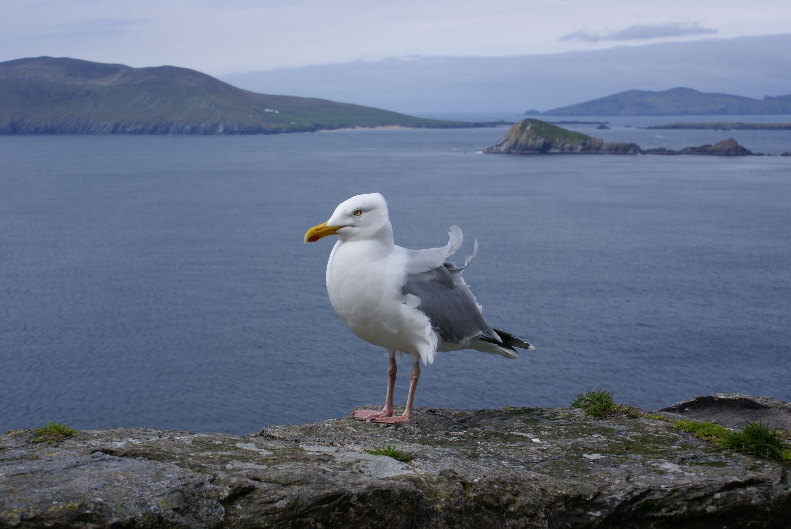 Sony Alpha DSLR-A100 sample photo. Ireland, seagull, bird photography