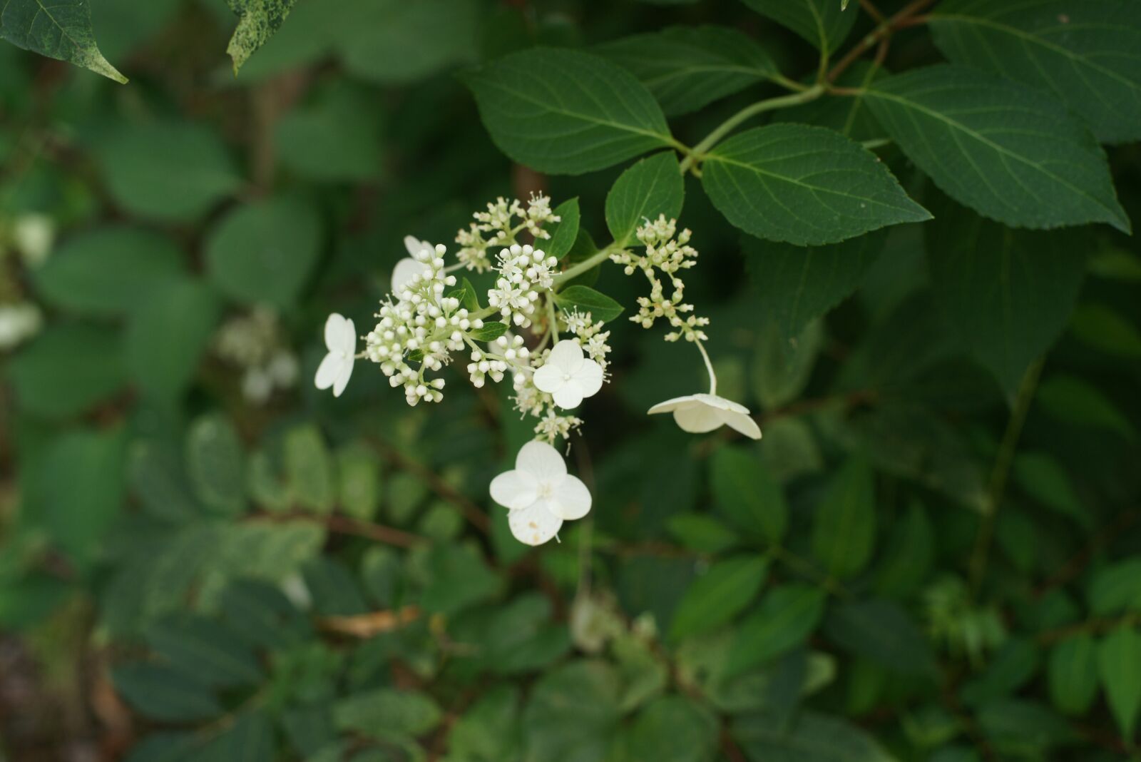 Sony Alpha DSLR-A850 sample photo. Flower, beauty, bloom photography