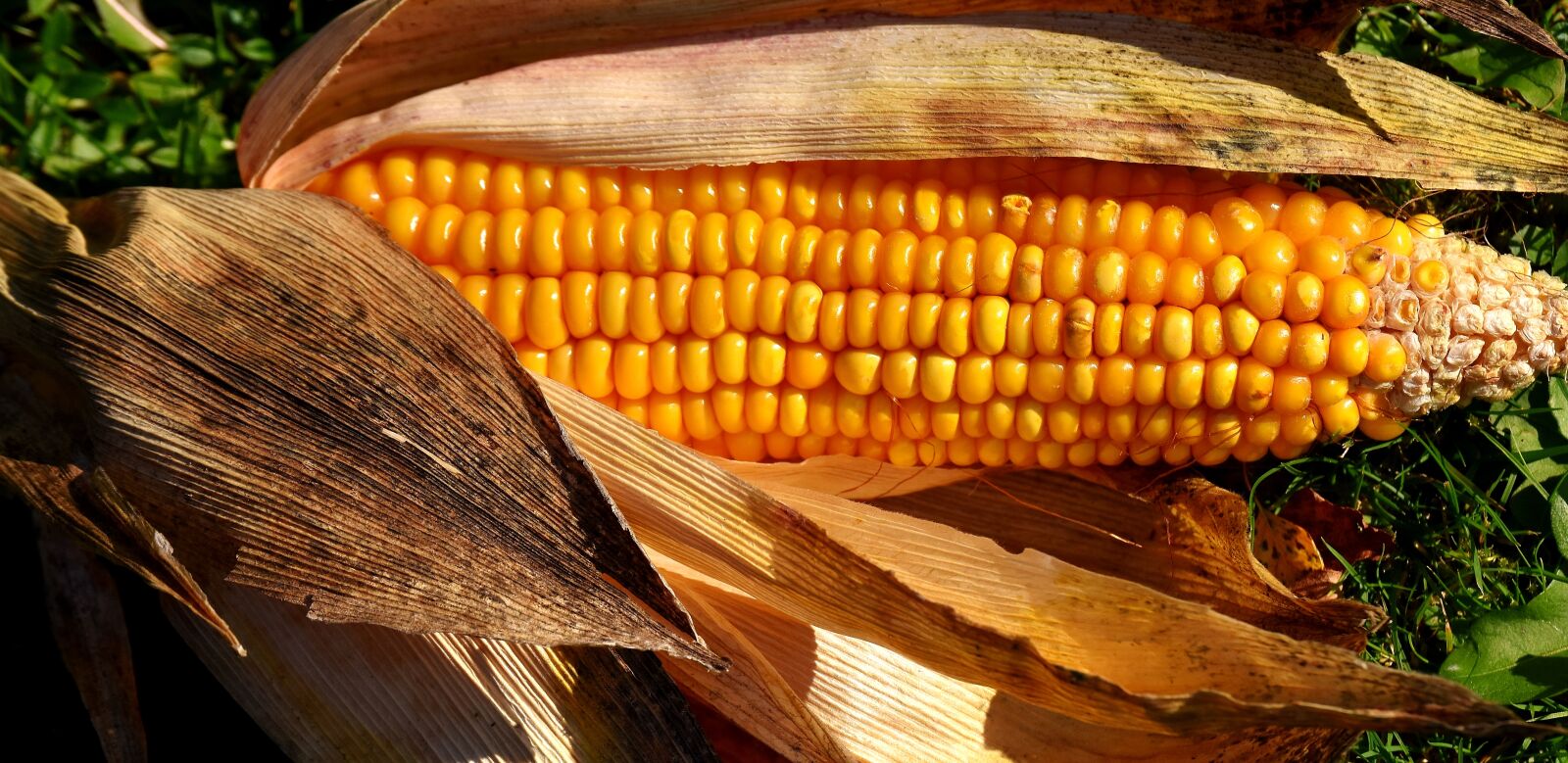 Nikon D7200 sample photo. Corn, vegetables, food photography