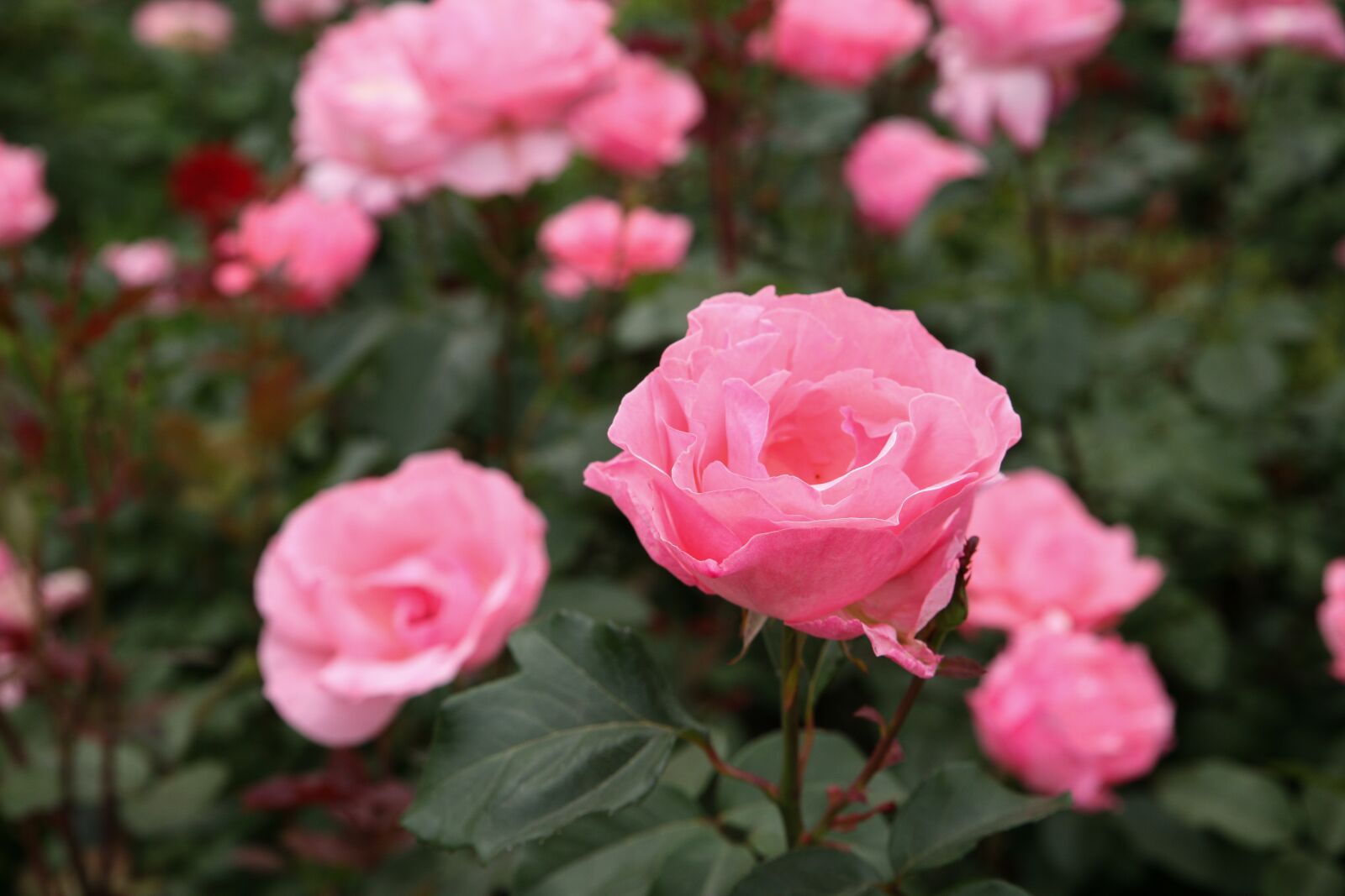Canon EOS 5D sample photo. Rose, flowers, rose garden photography