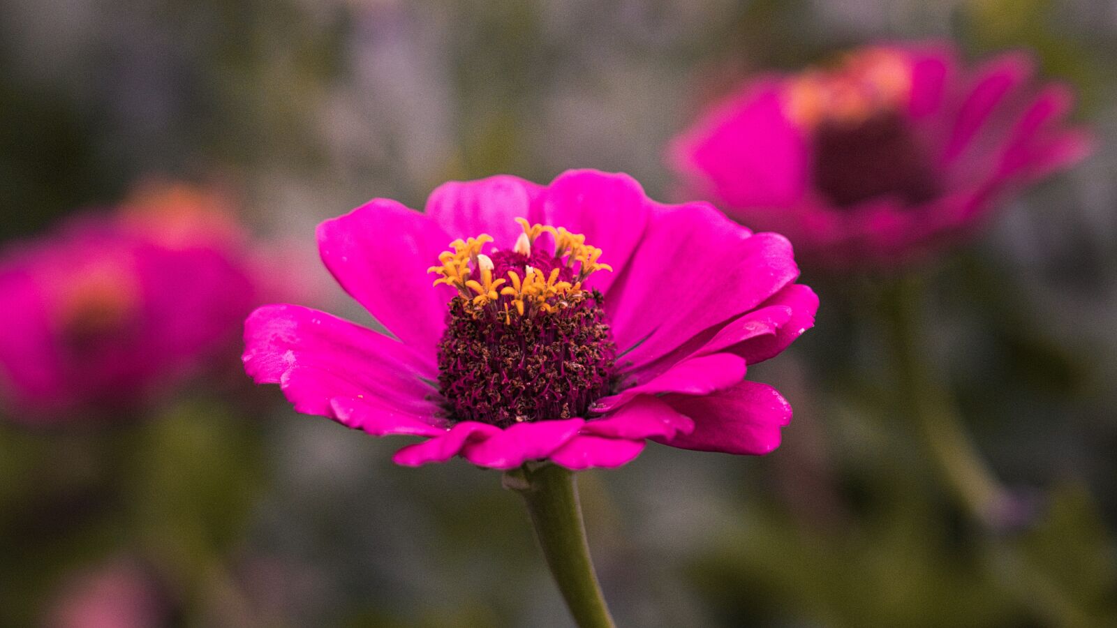 Canon EOS 200D (EOS Rebel SL2 / EOS Kiss X9) sample photo. Zinnia, sri lanka, blossom photography