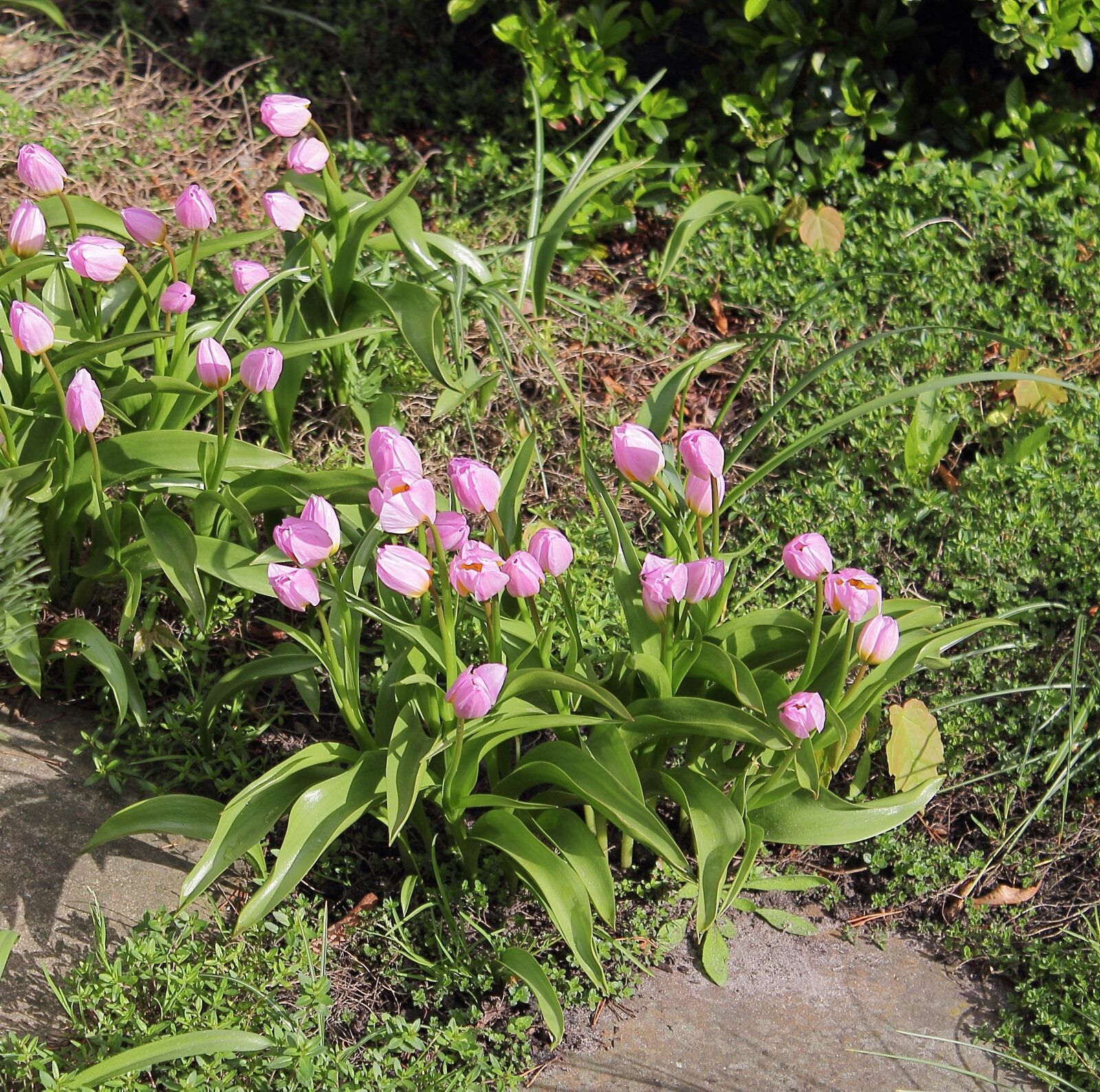 Canon EOS 1100D (EOS Rebel T3 / EOS Kiss X50) sample photo. Tulips, garden, spring photography