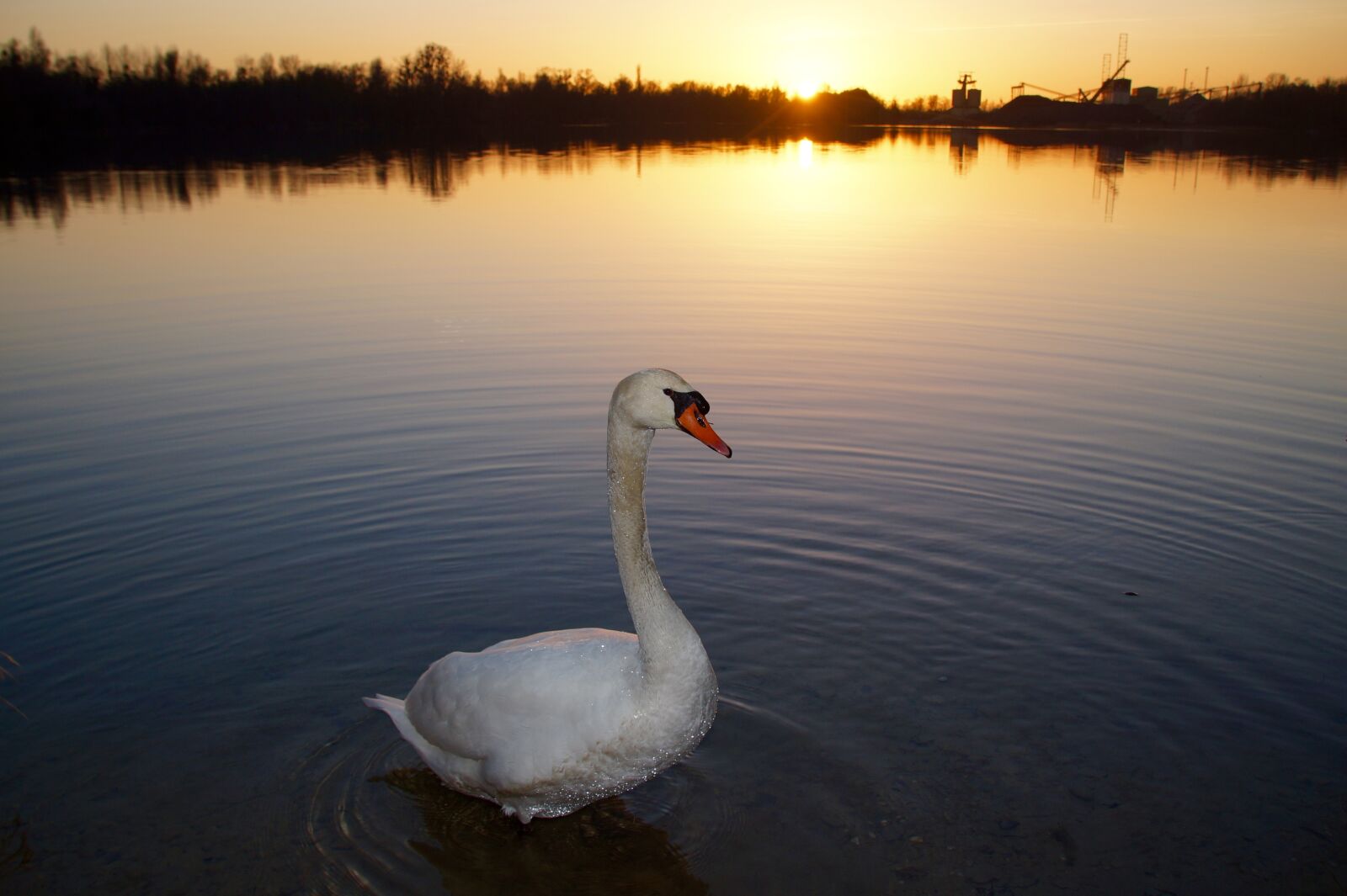 Sony SLT-A58 sample photo. Swan, sunset, water photography