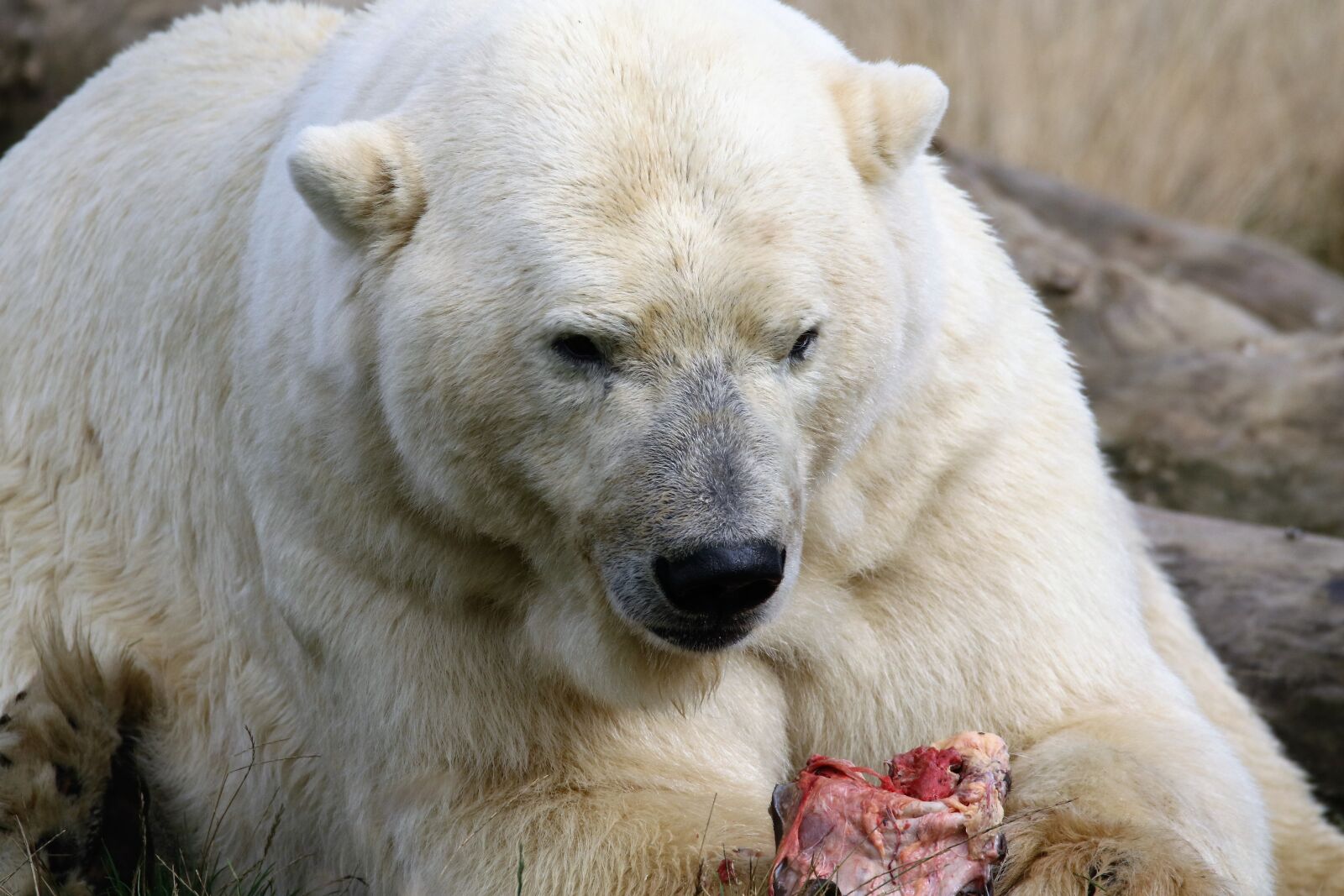 Canon EOS 7D Mark II sample photo. Polar bear, bear, polar photography