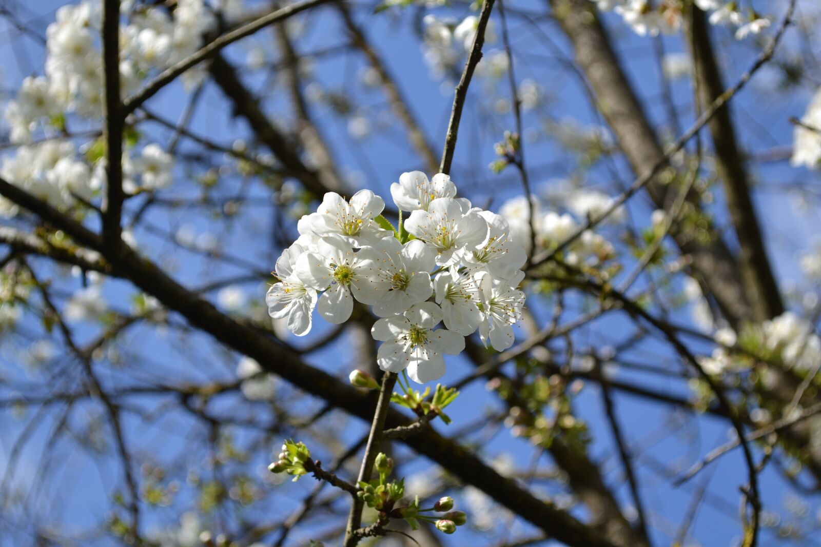 Nikon D3100 sample photo. Flower, flowers, white flower photography