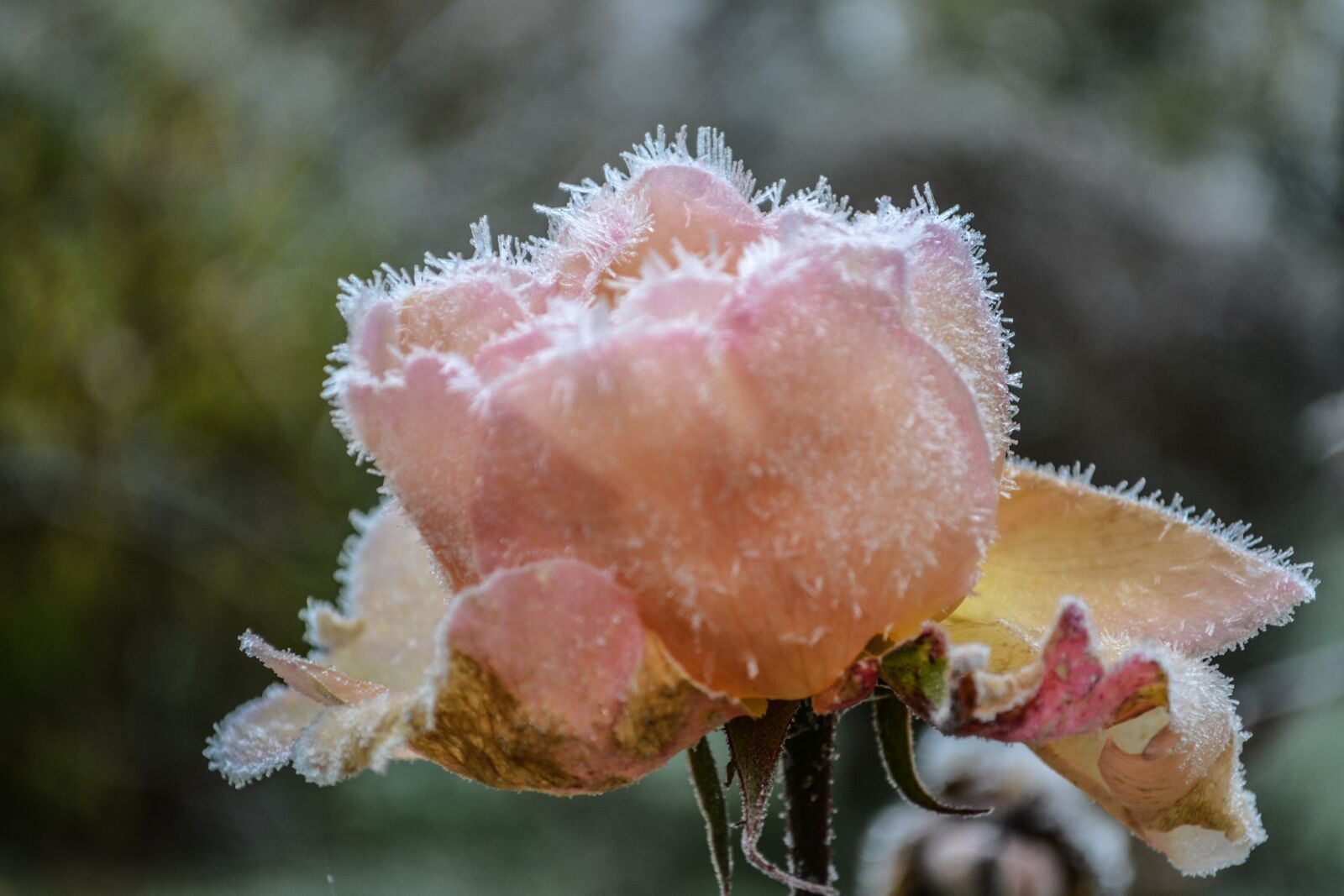 Nikon D3100 sample photo. Gel, flowers, flower photography