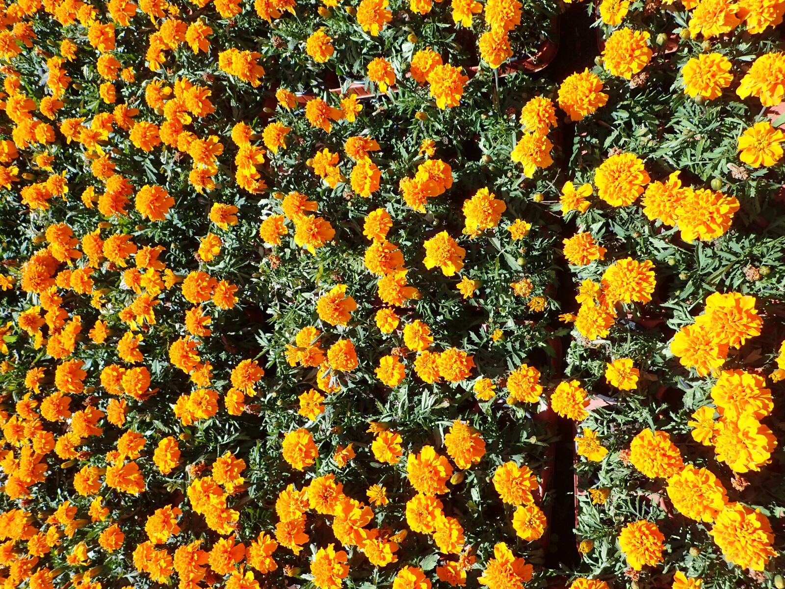 Olympus TG-4 sample photo. Flowers, orange, garden show photography