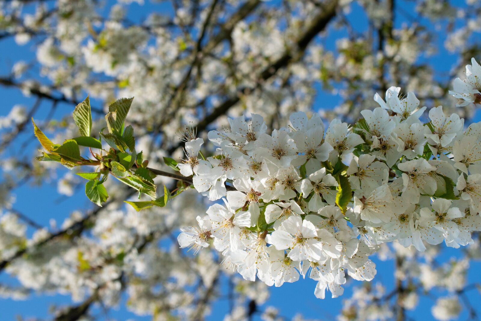 Nikon D5300 sample photo. Cherry blossoms, spring, sun photography