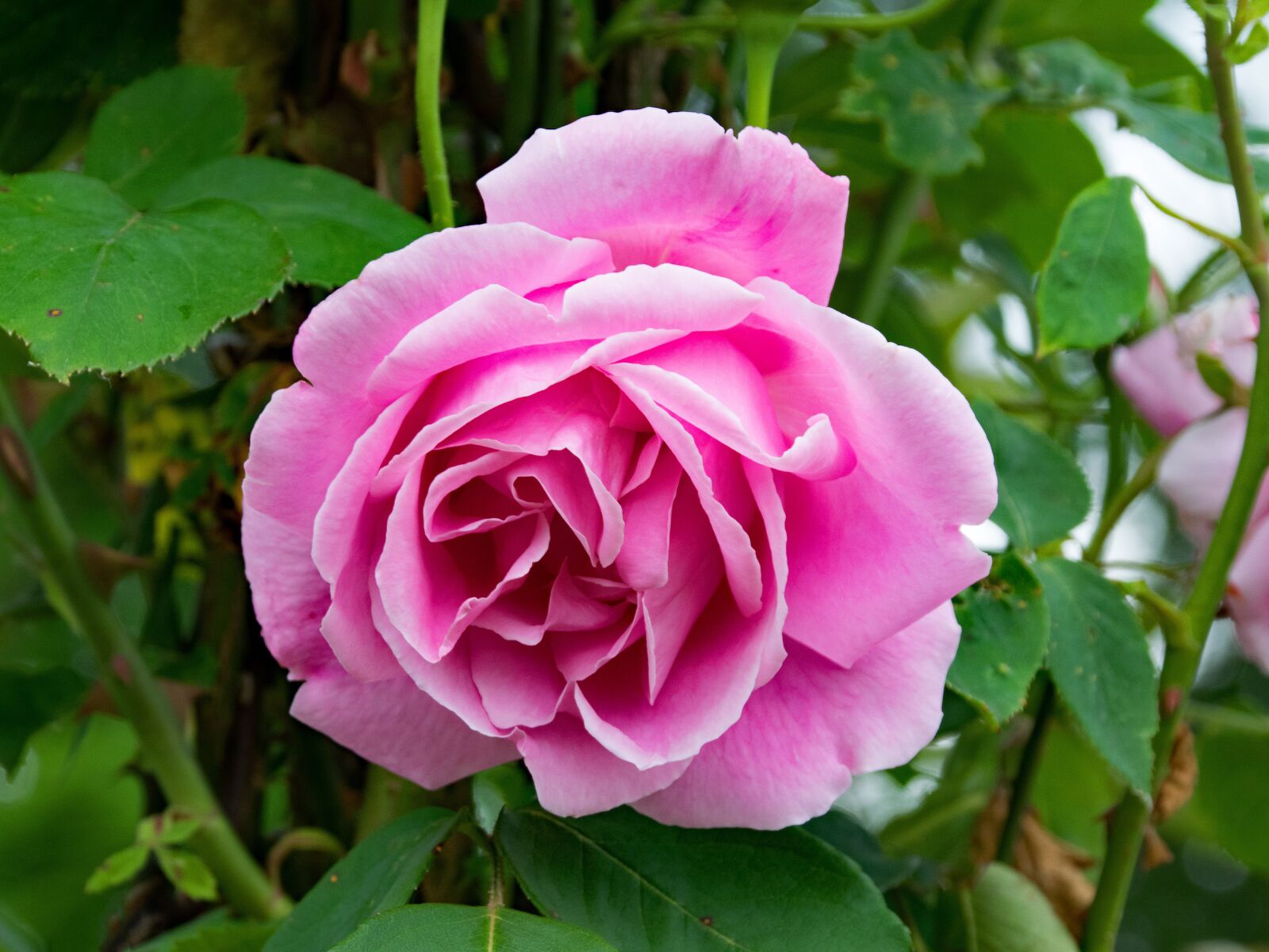 Nikon D5300 sample photo. Rose, mme, caroline testout photography