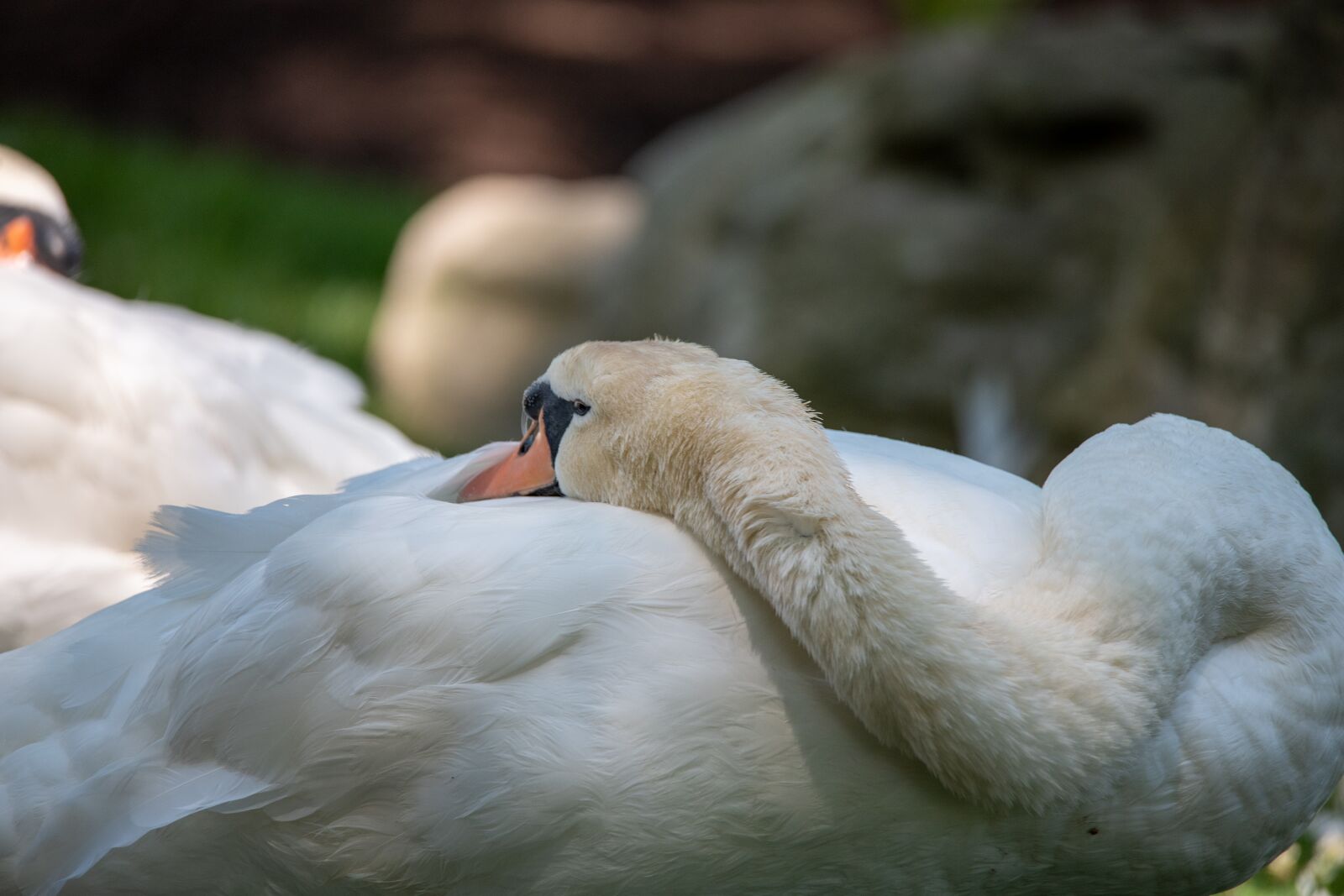 Nikon D850 sample photo. Swan, mute swan, white photography