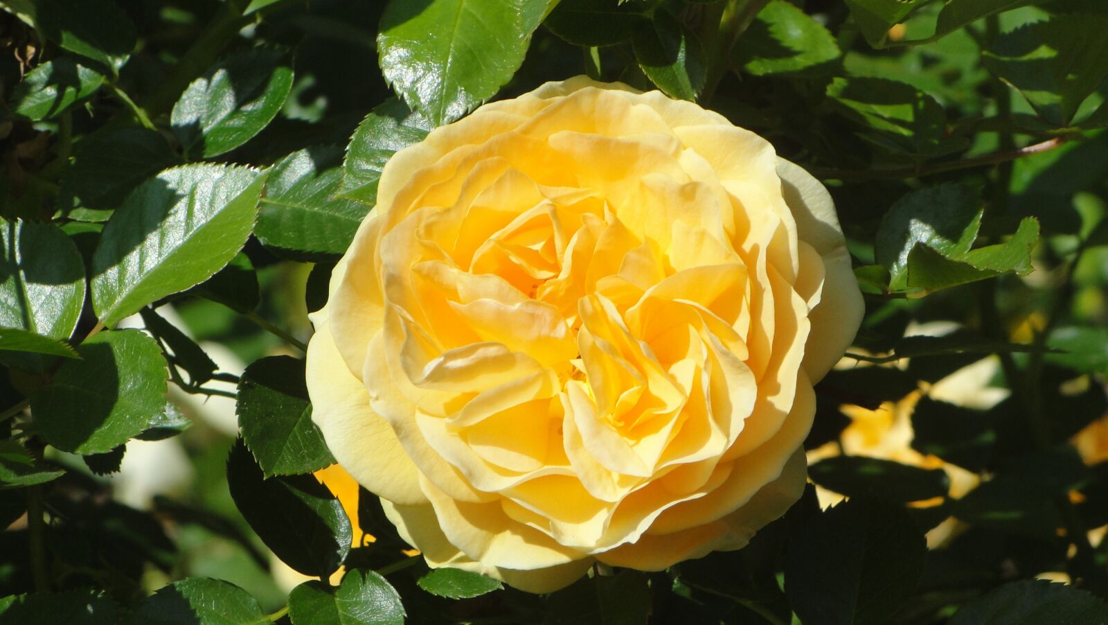 Sony Cyber-shot DSC-H20 sample photo. Yellow rose, rose, nature photography