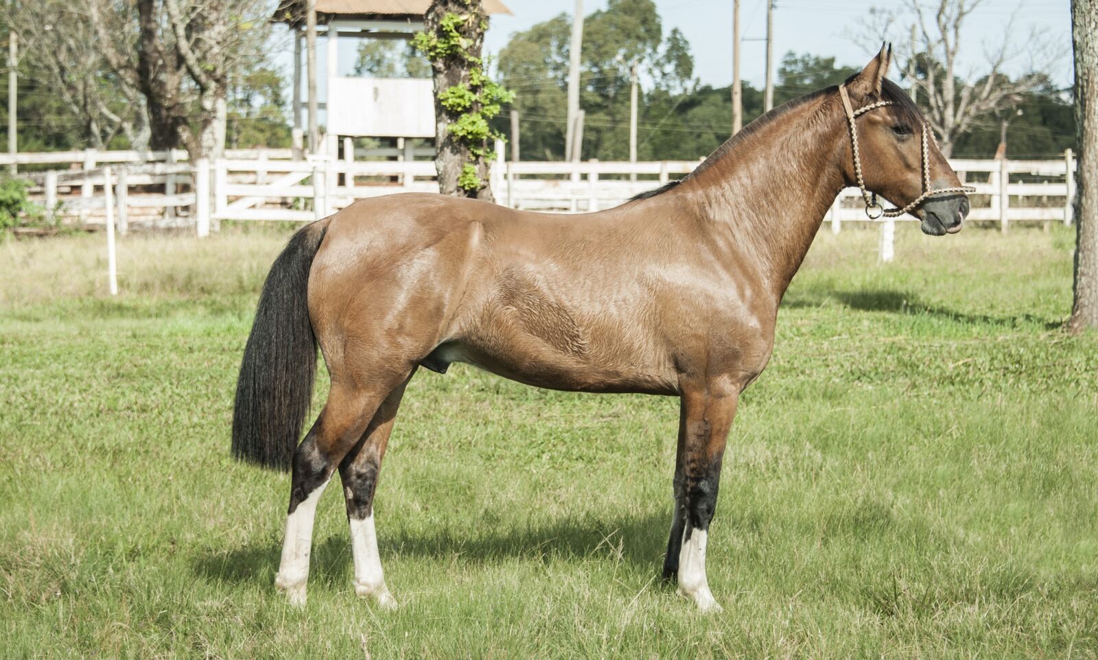 Nikon D700 sample photo. Horse, pingo, creole photography