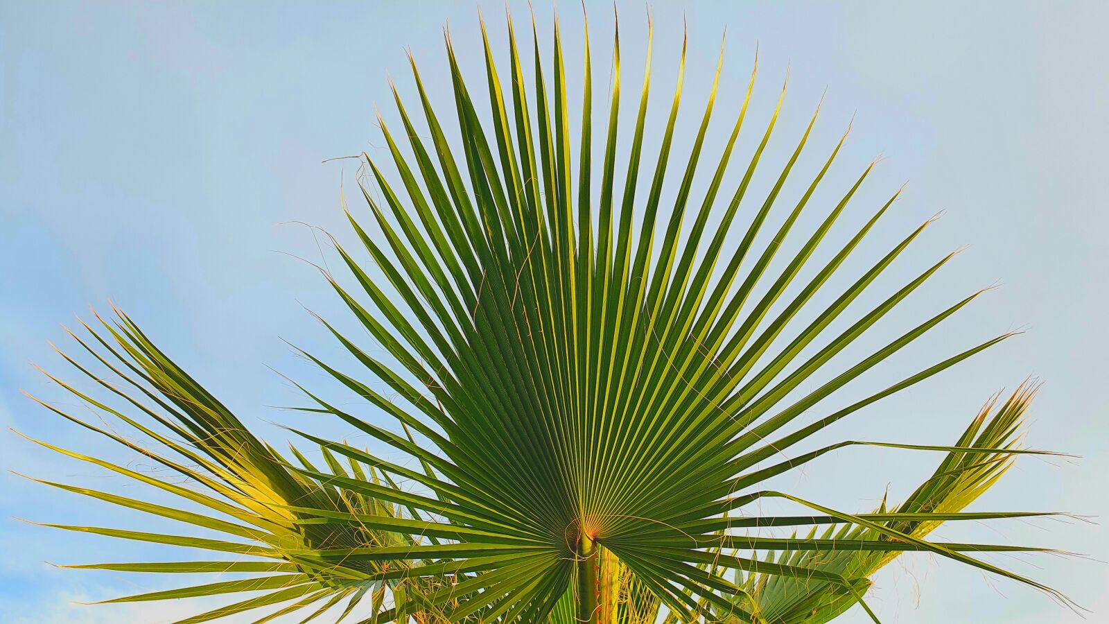 Samsung Galaxy S10e sample photo. Palm, tree, green photography