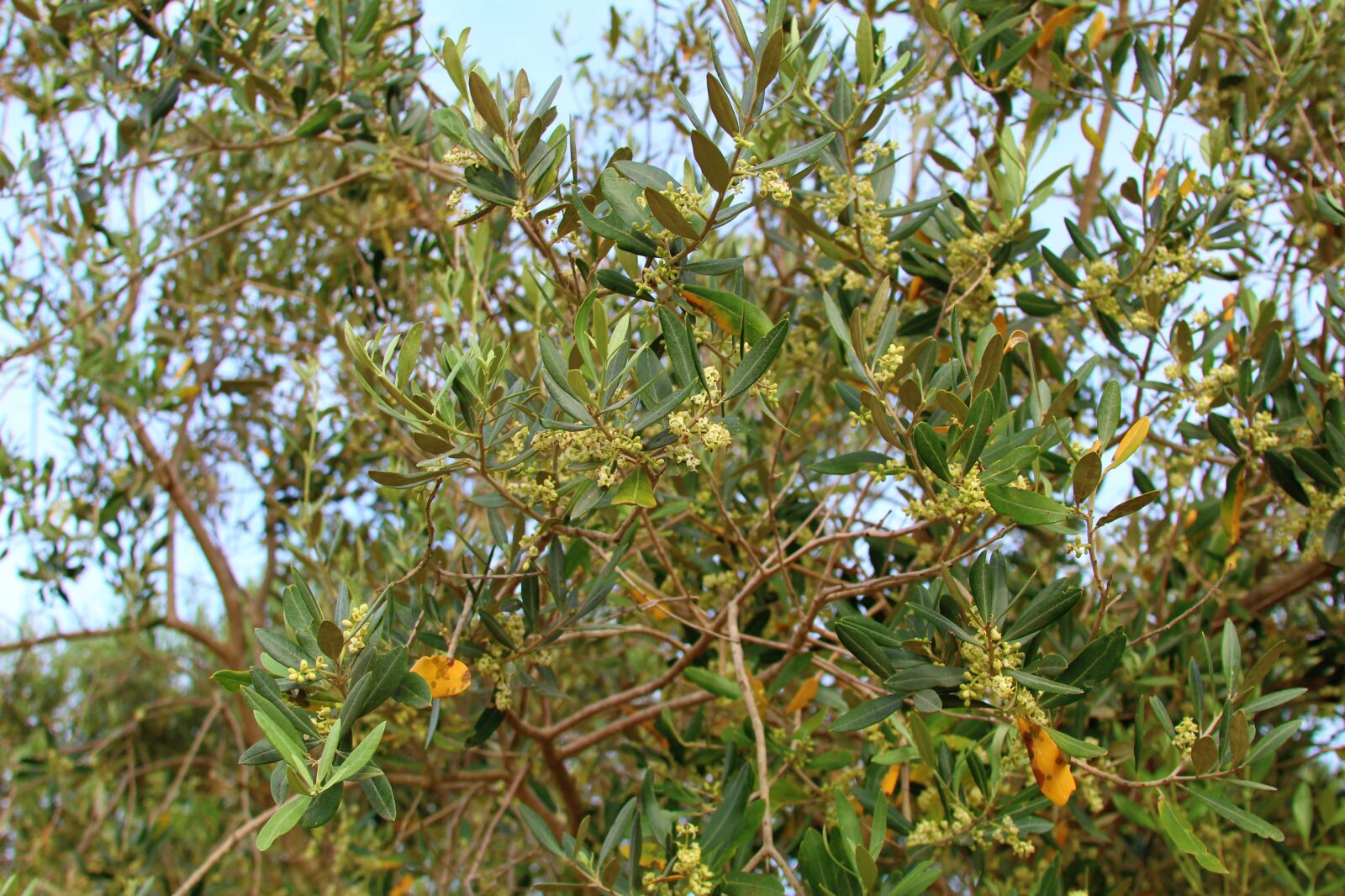 Canon EF 28-135mm F3.5-5.6 IS USM sample photo. Tree, olive tree, faye photography