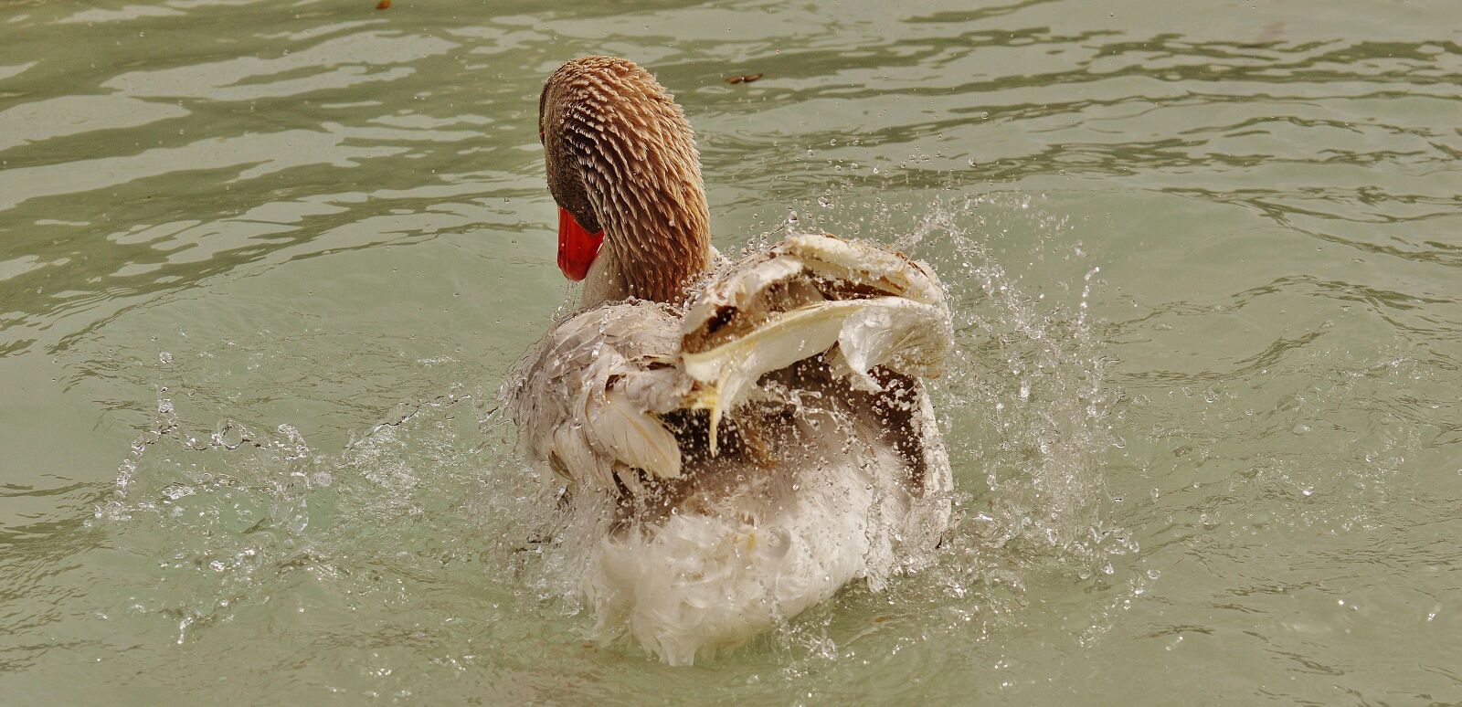 Nikon D3200 sample photo. Goose, wildpark poing, splashing photography