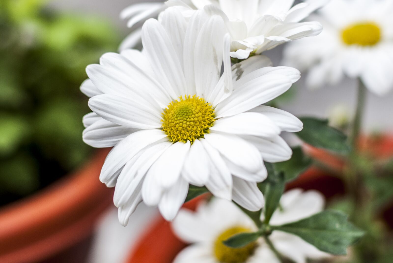 Nikon D60 sample photo. Flower, beautiful, nature photography