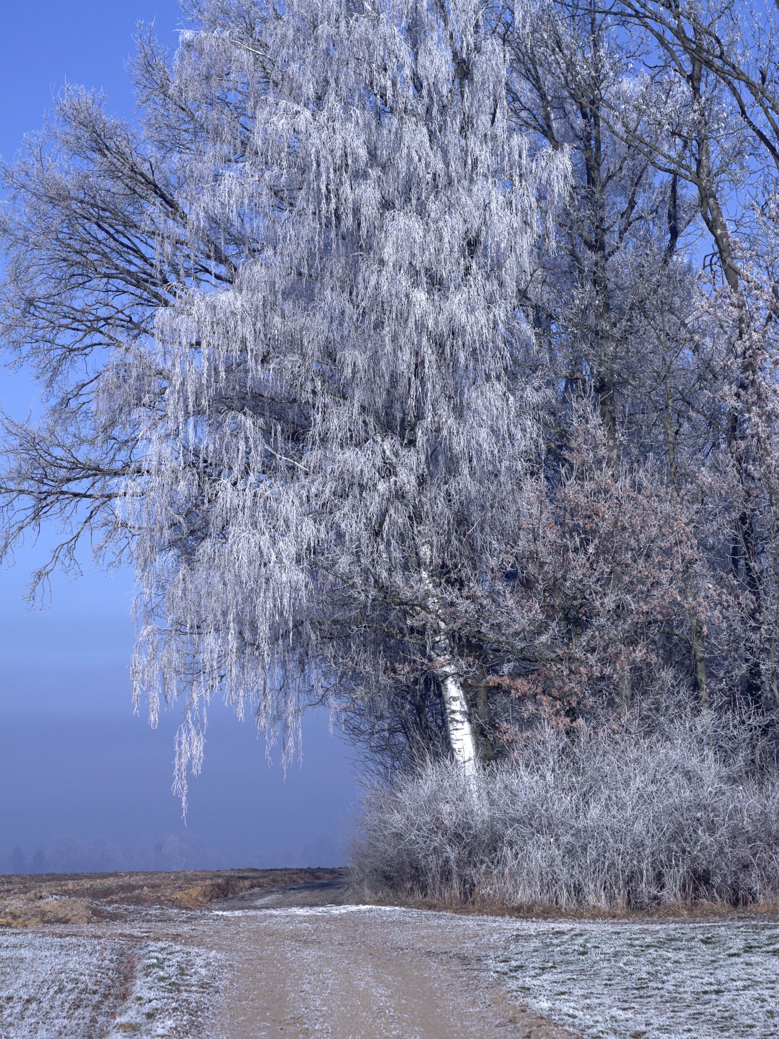 Canon EOS 7D sample photo. Winter, tree, nature photography