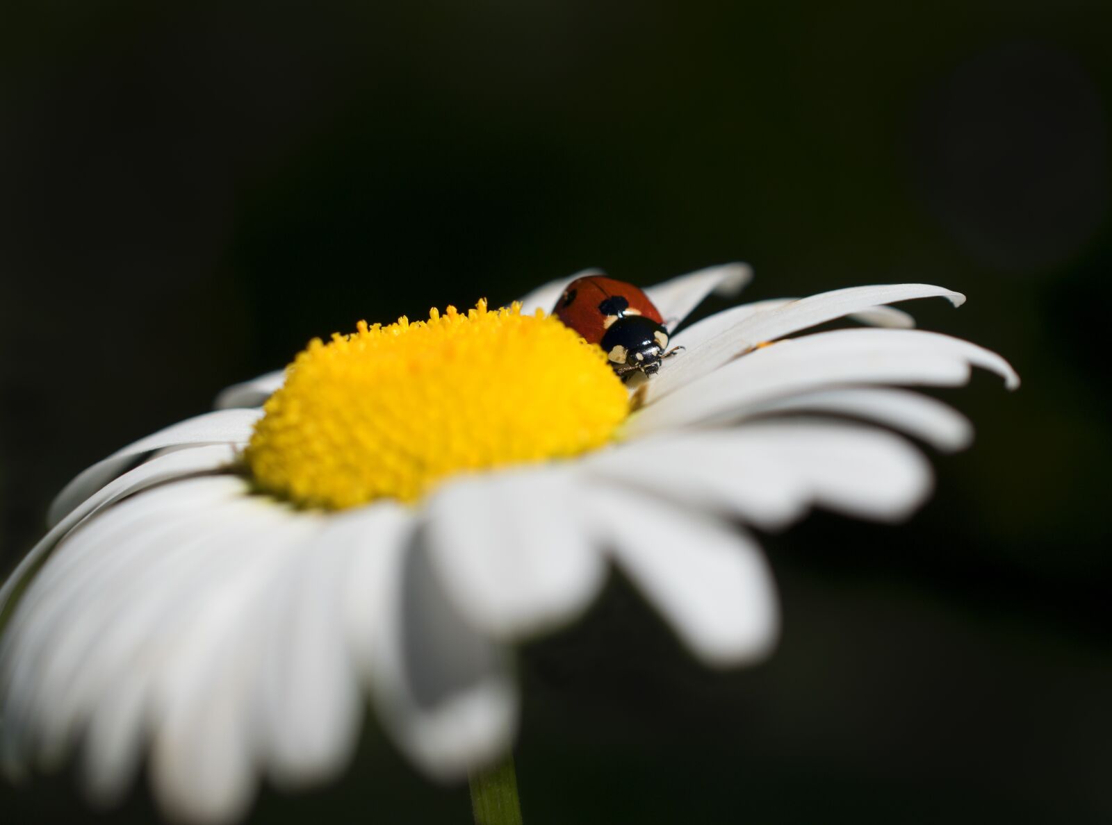 Nikon D5600 sample photo. Ladybug, insect, flower photography