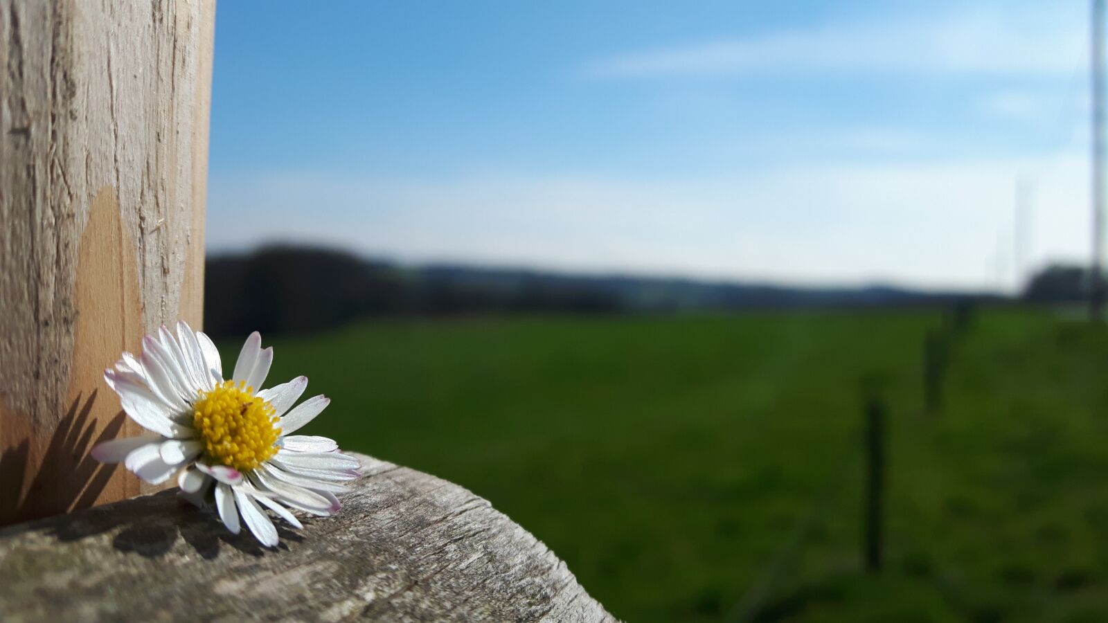 Samsung Galaxy S5 Neo sample photo. Landscape, flower, daisy photography