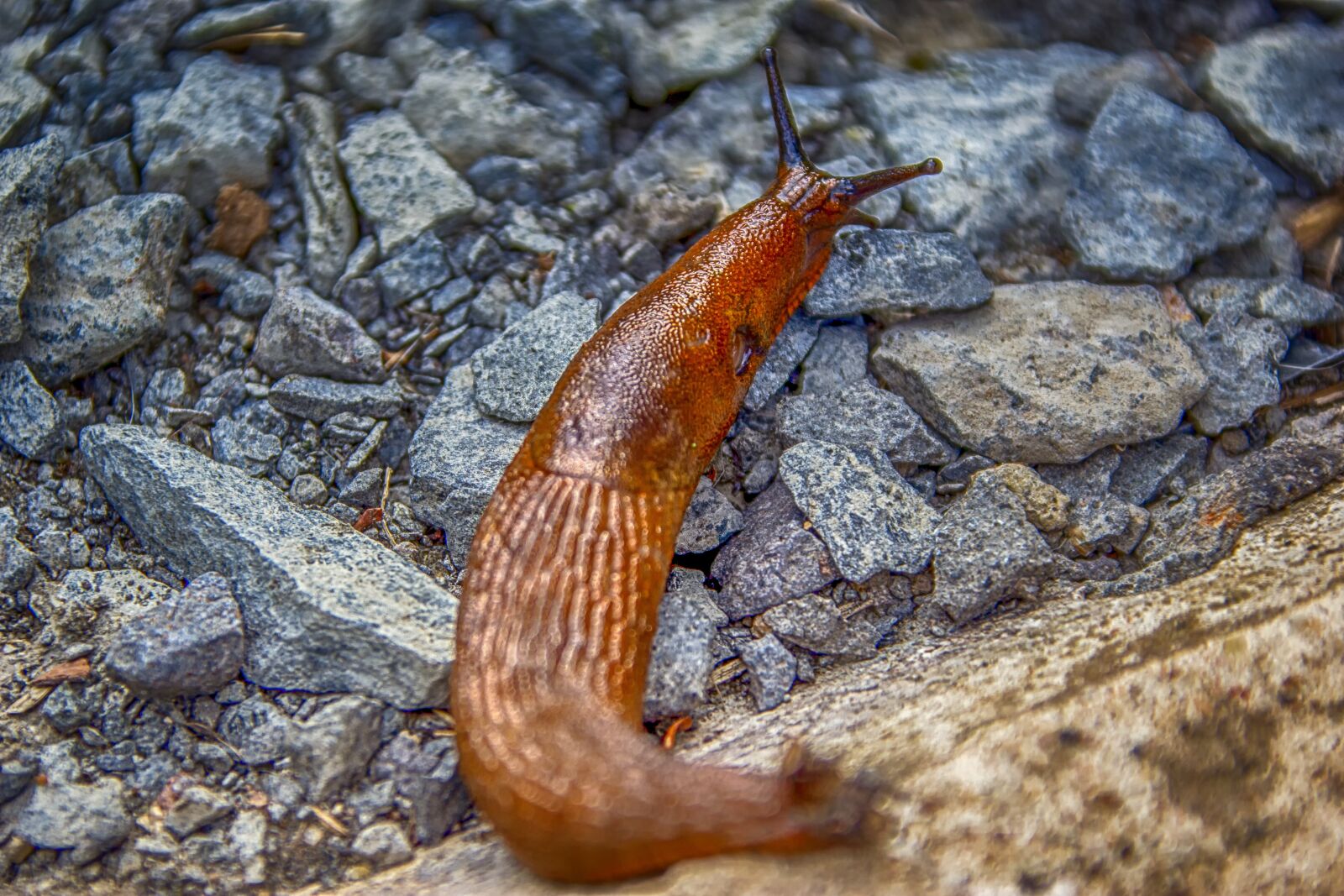 Canon EOS 60D sample photo. Snail, slug, mollusk photography