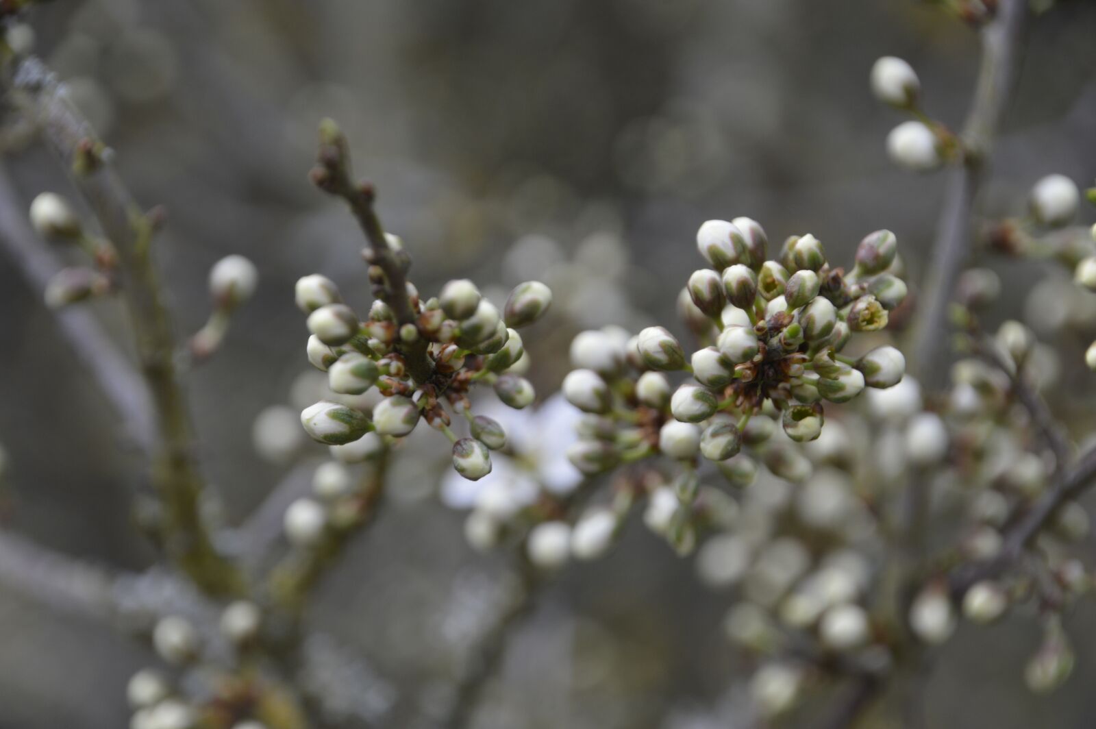 Nikon D3200 sample photo. Tree, branch, nature photography