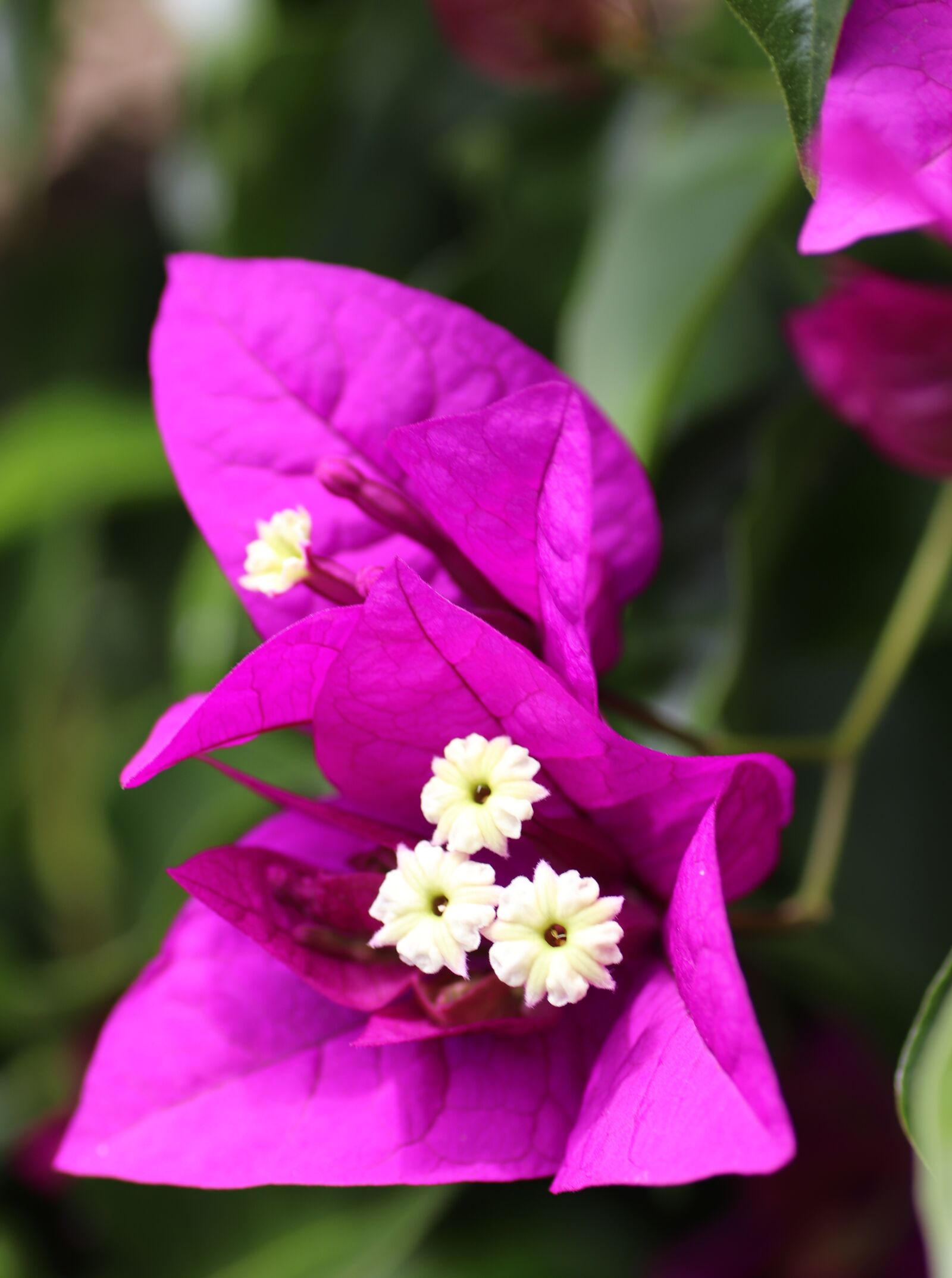 Tamron SP 90mm F2.8 Di VC USD 1:1 Macro sample photo. Flower, bougainvillea, shrub photography