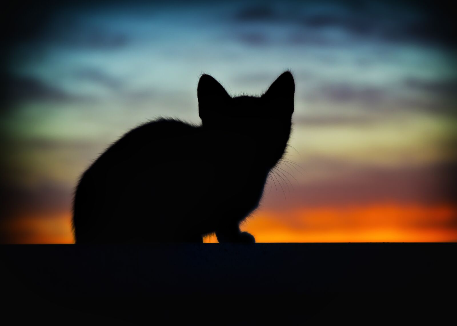 Nikon D7000 sample photo. Cat, animals, backlight photography