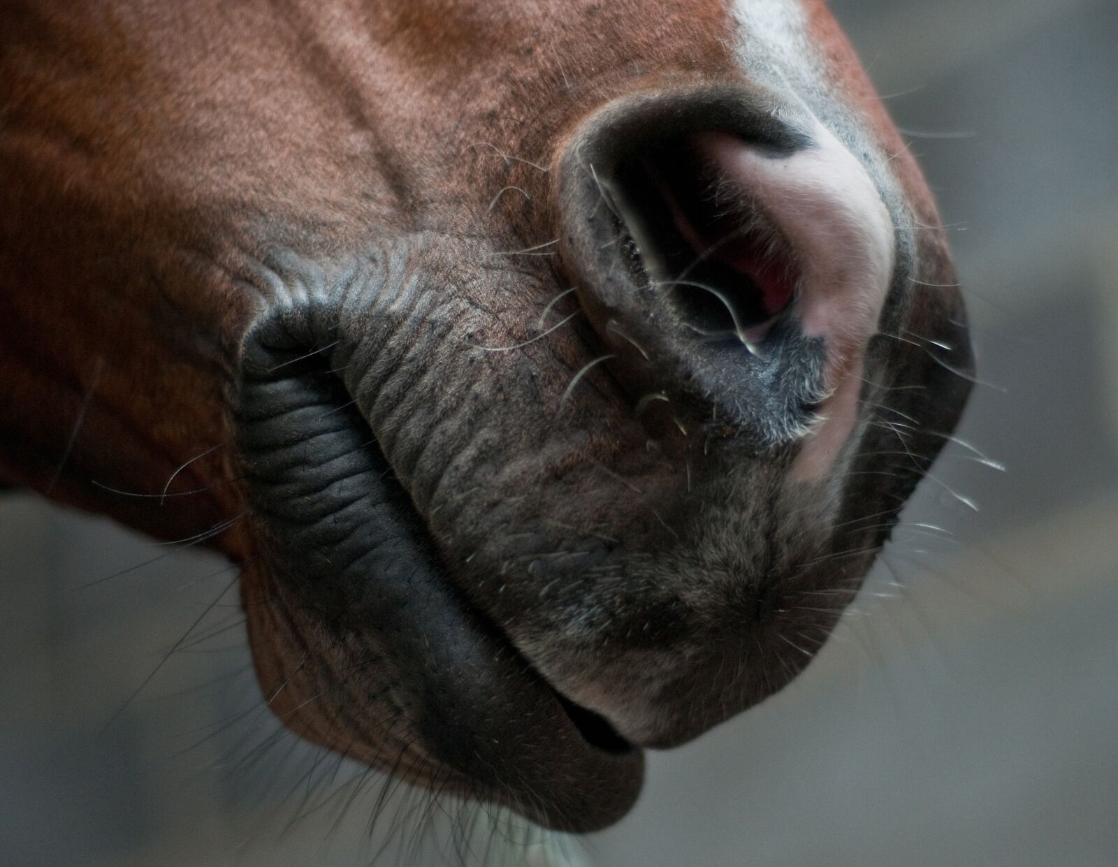Nikon D300 sample photo. Horse, snout, nostril photography