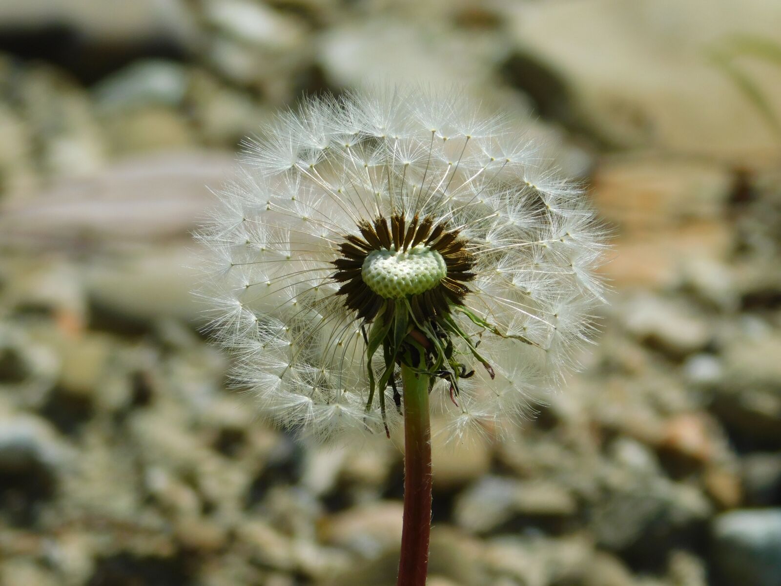 Nikon Coolpix B500 sample photo. Sonchus oleraceus, the delicacy photography