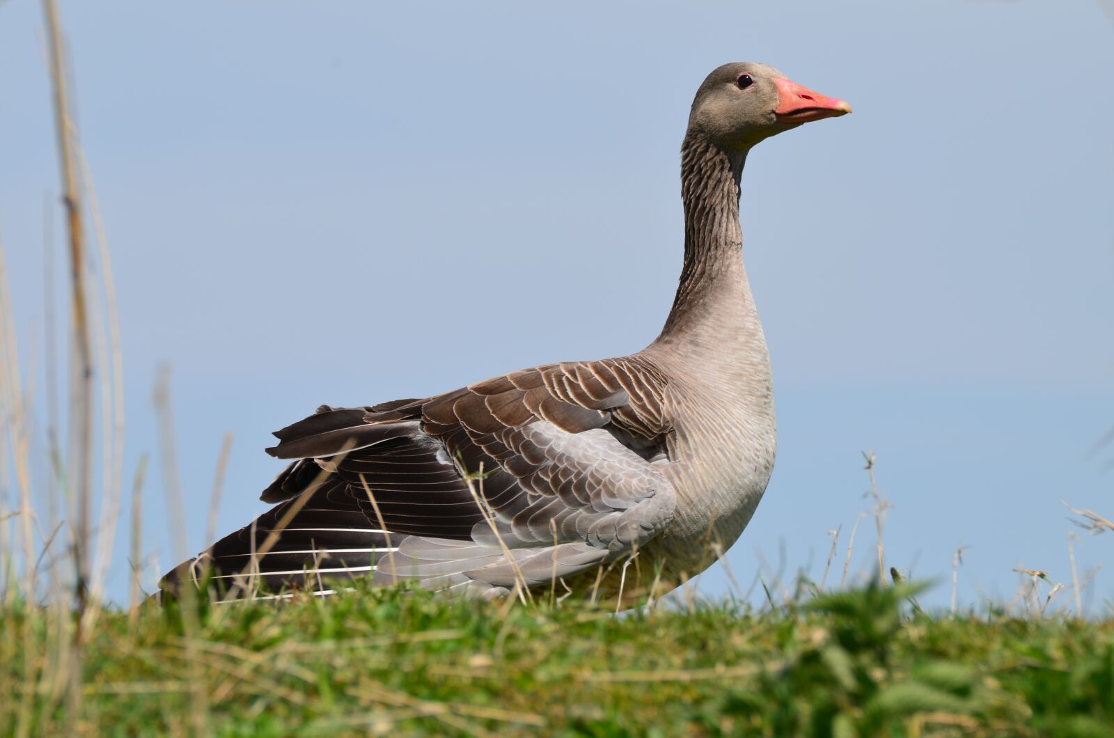 Nikon D5100 sample photo. Goose, nature, animal photography