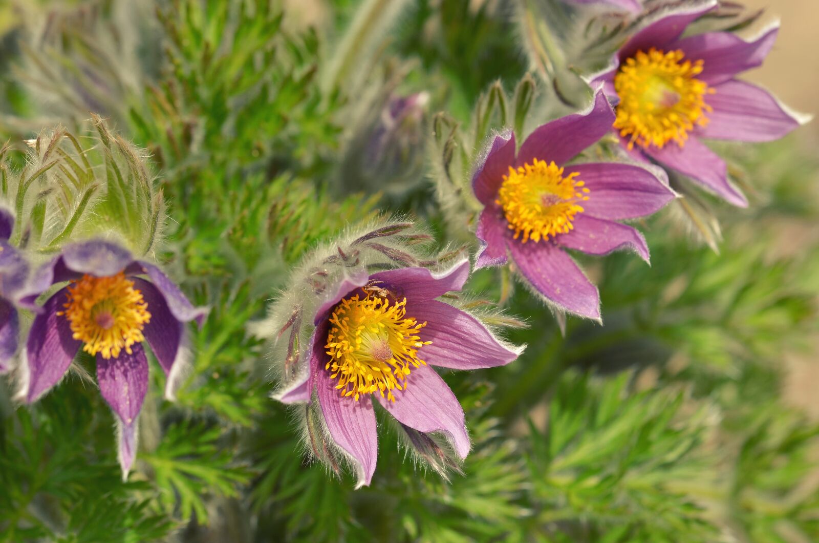 Nikon D5100 sample photo. Nature, flower, plant photography