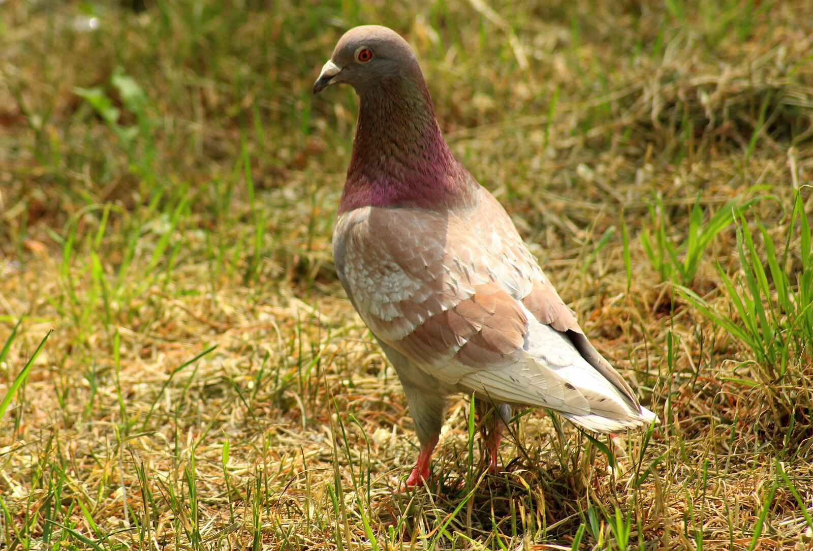 Canon EOS 1200D (EOS Rebel T5 / EOS Kiss X70 / EOS Hi) sample photo. Dove, bird, plumage photography