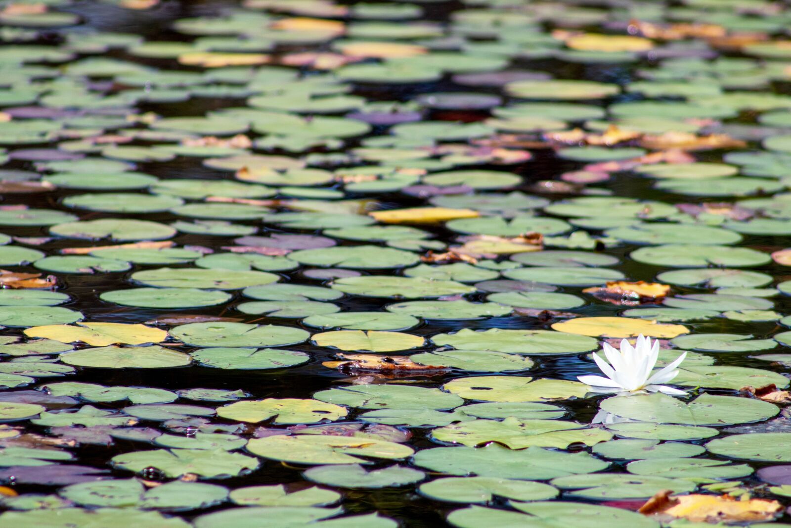 Canon EOS 1300D (EOS Rebel T6 / EOS Kiss X80) sample photo. Lilies, lake, flowers photography