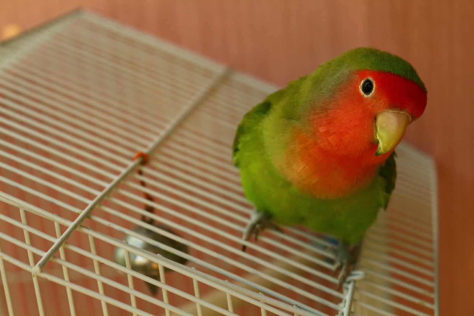 Canon EOS 650D (EOS Rebel T4i / EOS Kiss X6i) sample photo. Pet, bird, parrot photography