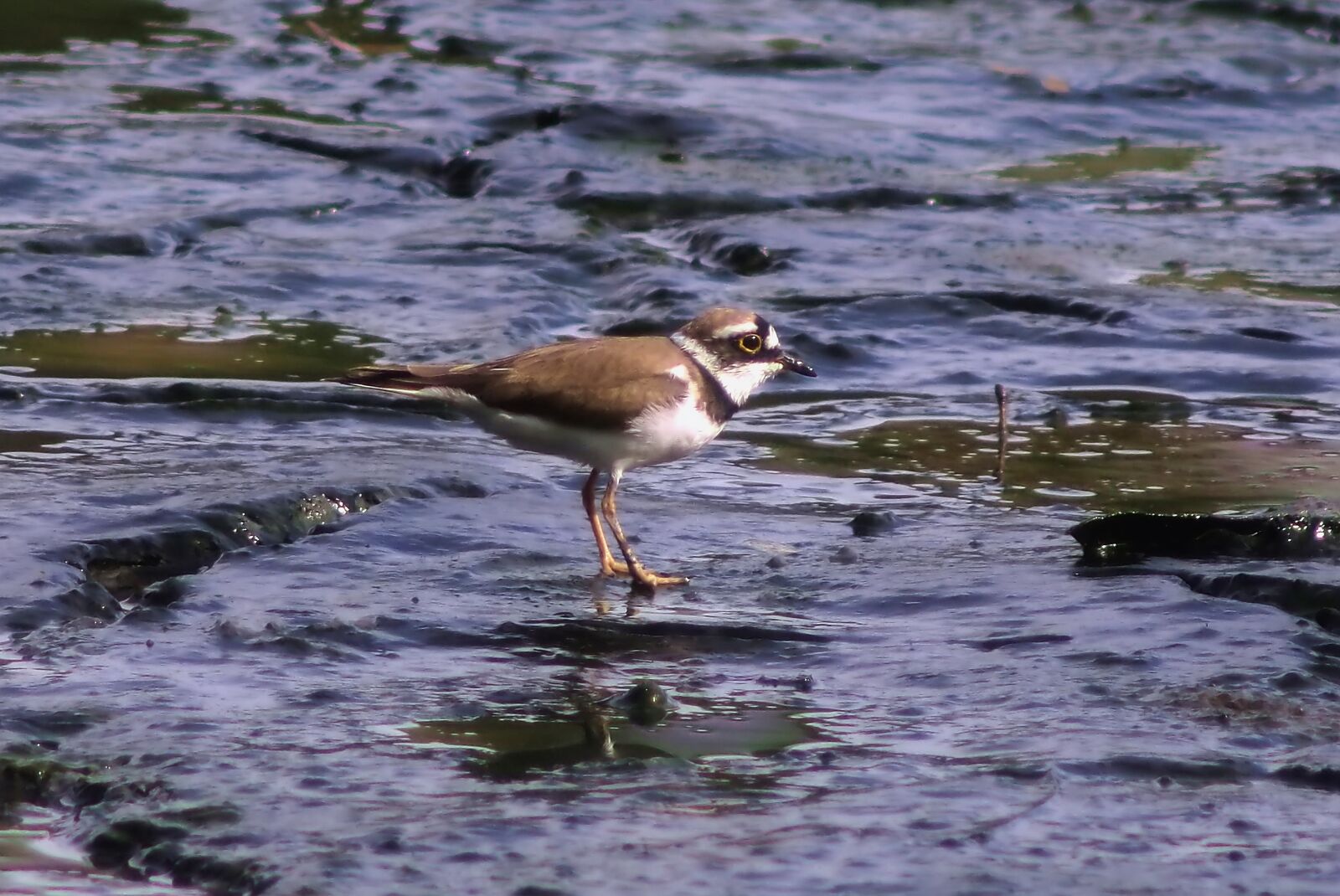 Olympus OM-D E-M1 sample photo. Migratory, bird, common photography